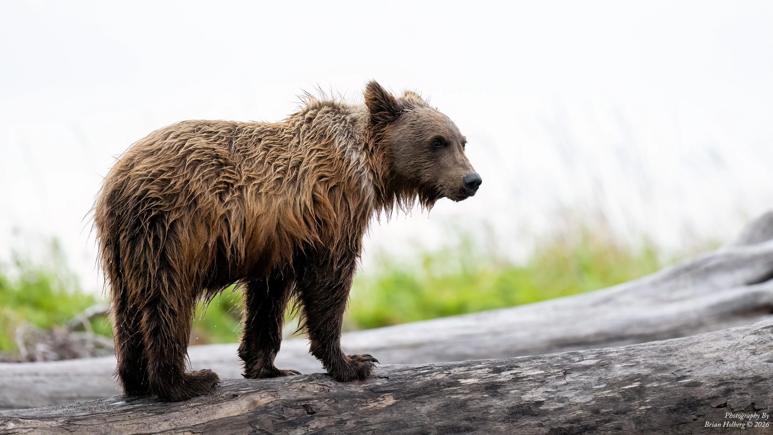 A brown bear standing on a fallen log outdoors with blurred green and gray background.