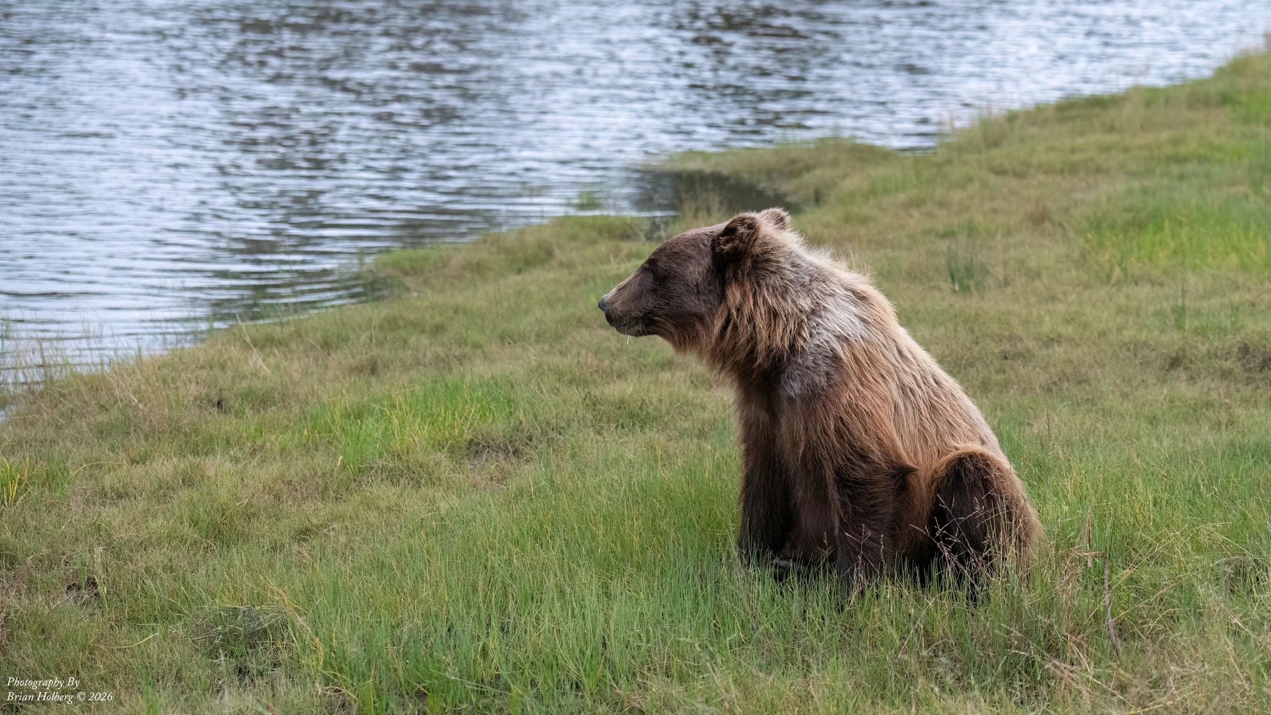 A brown bear sitting on green grass near a body of water, looking to the left.