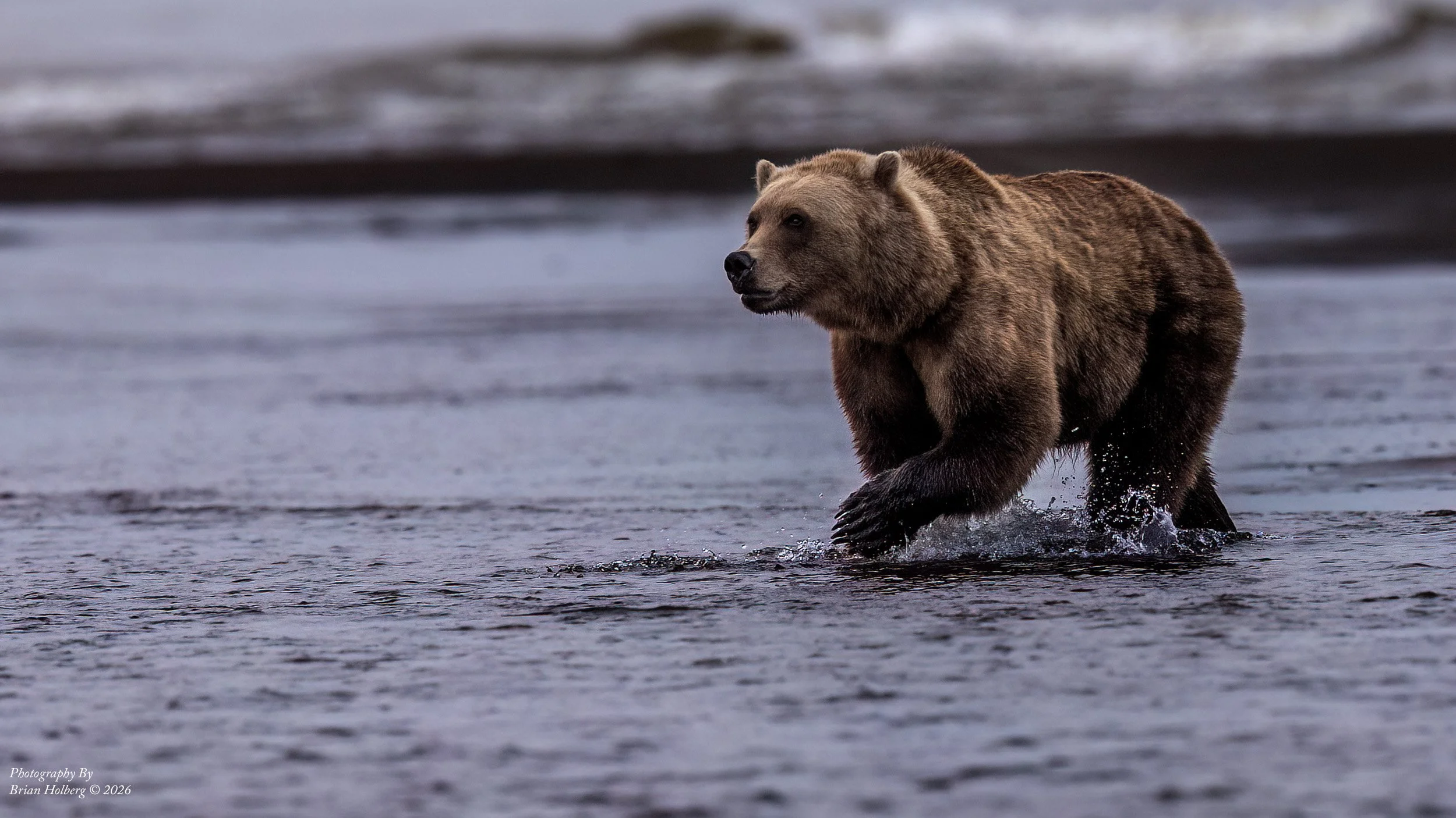 A bear wading through water with waves in the background.