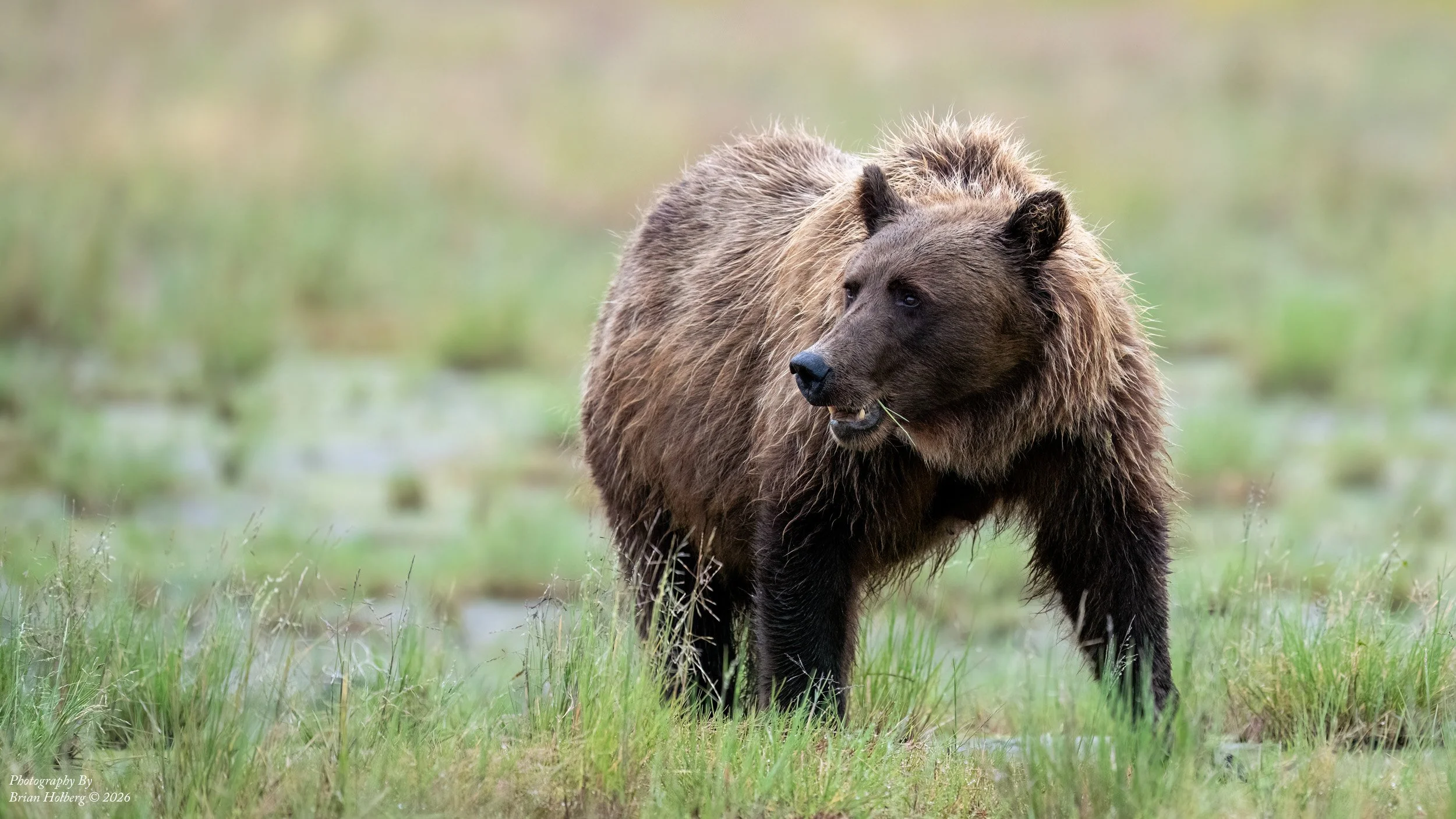 A large brown bear standing in a grassy wetland area with water and greenery in the background.