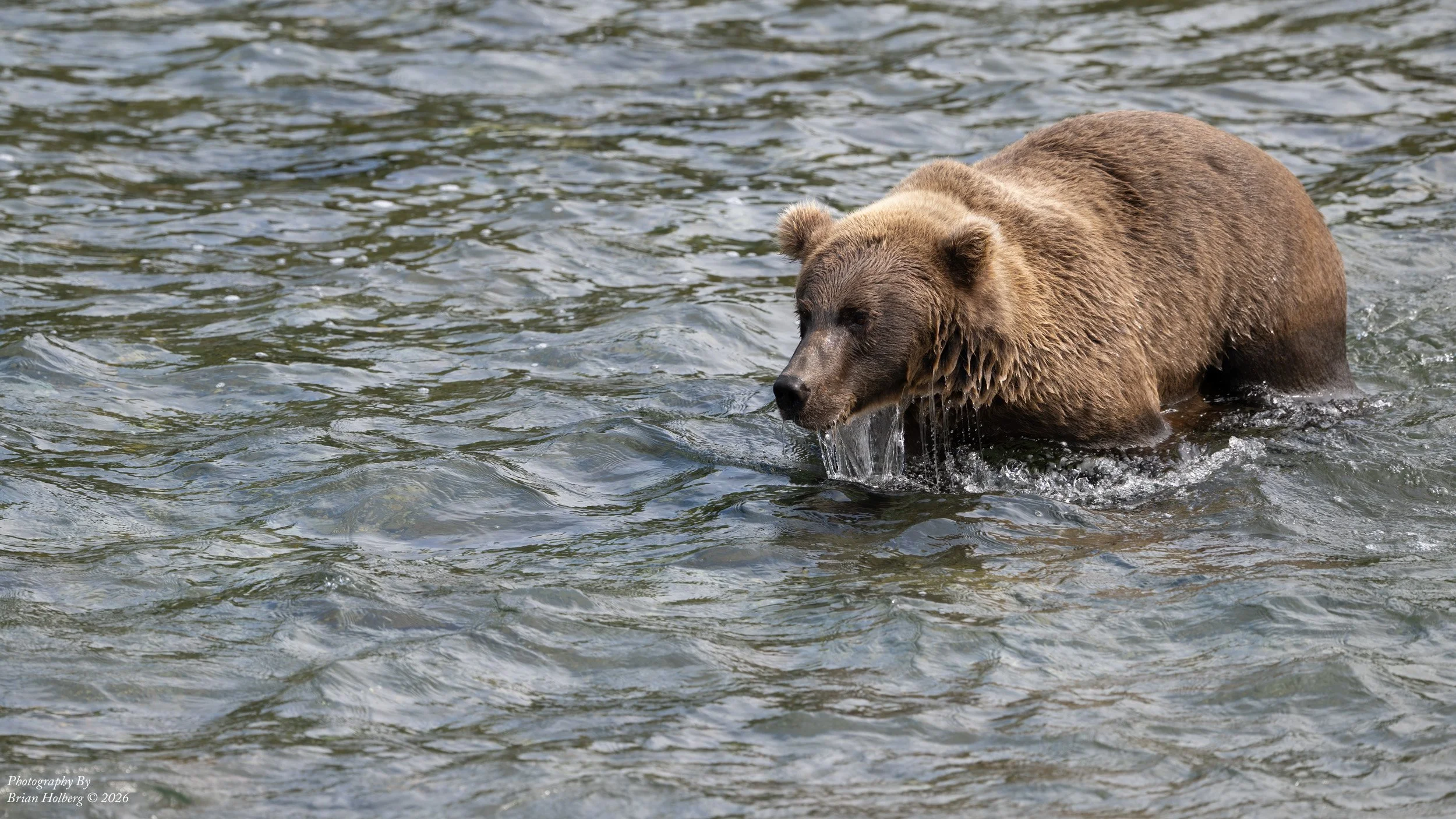 A brown bear wading through a river, with water dripping from its chin and tumbles of water around it.