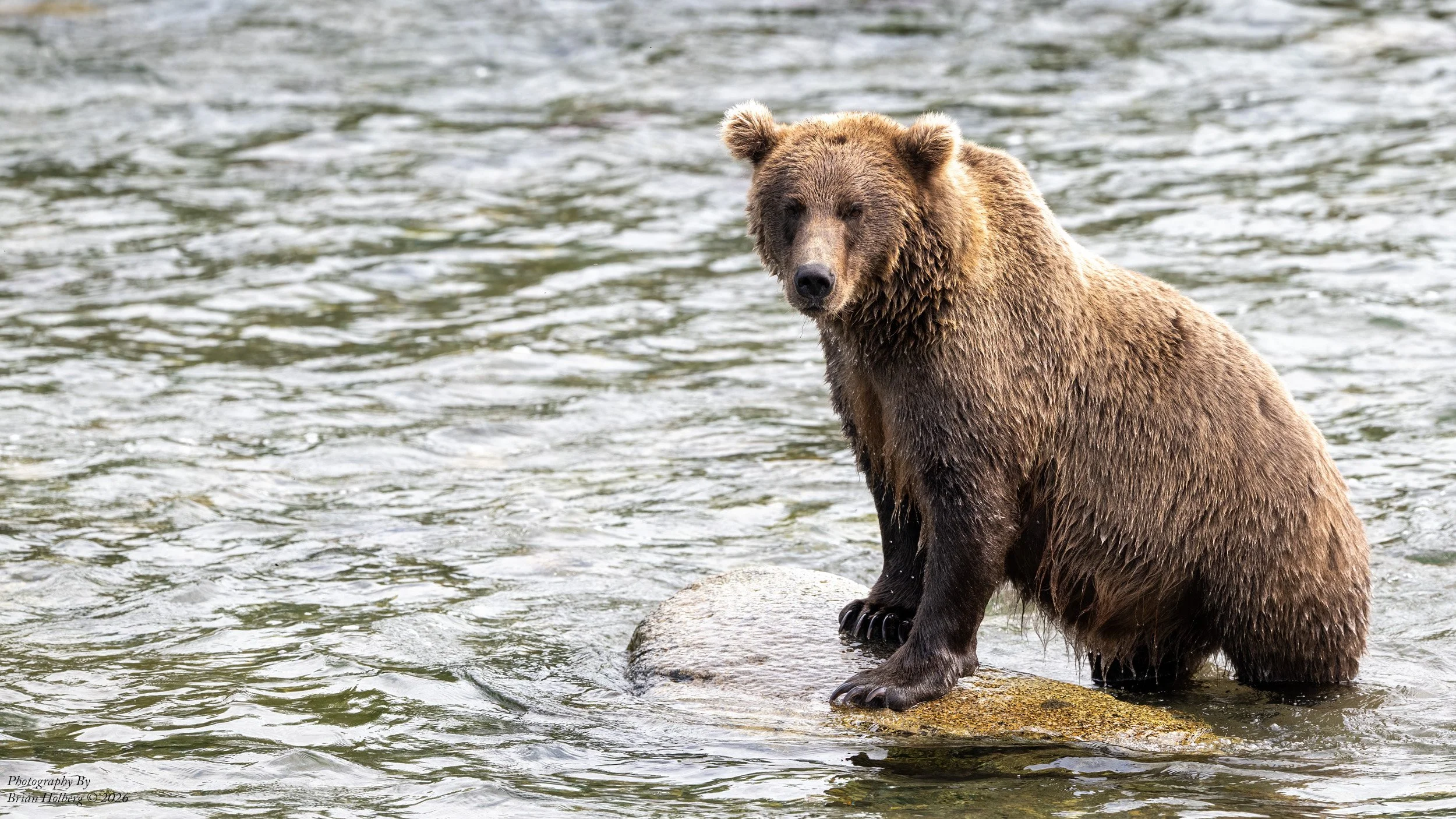 A brown bear standing on a rock in a river with water flowing around it.