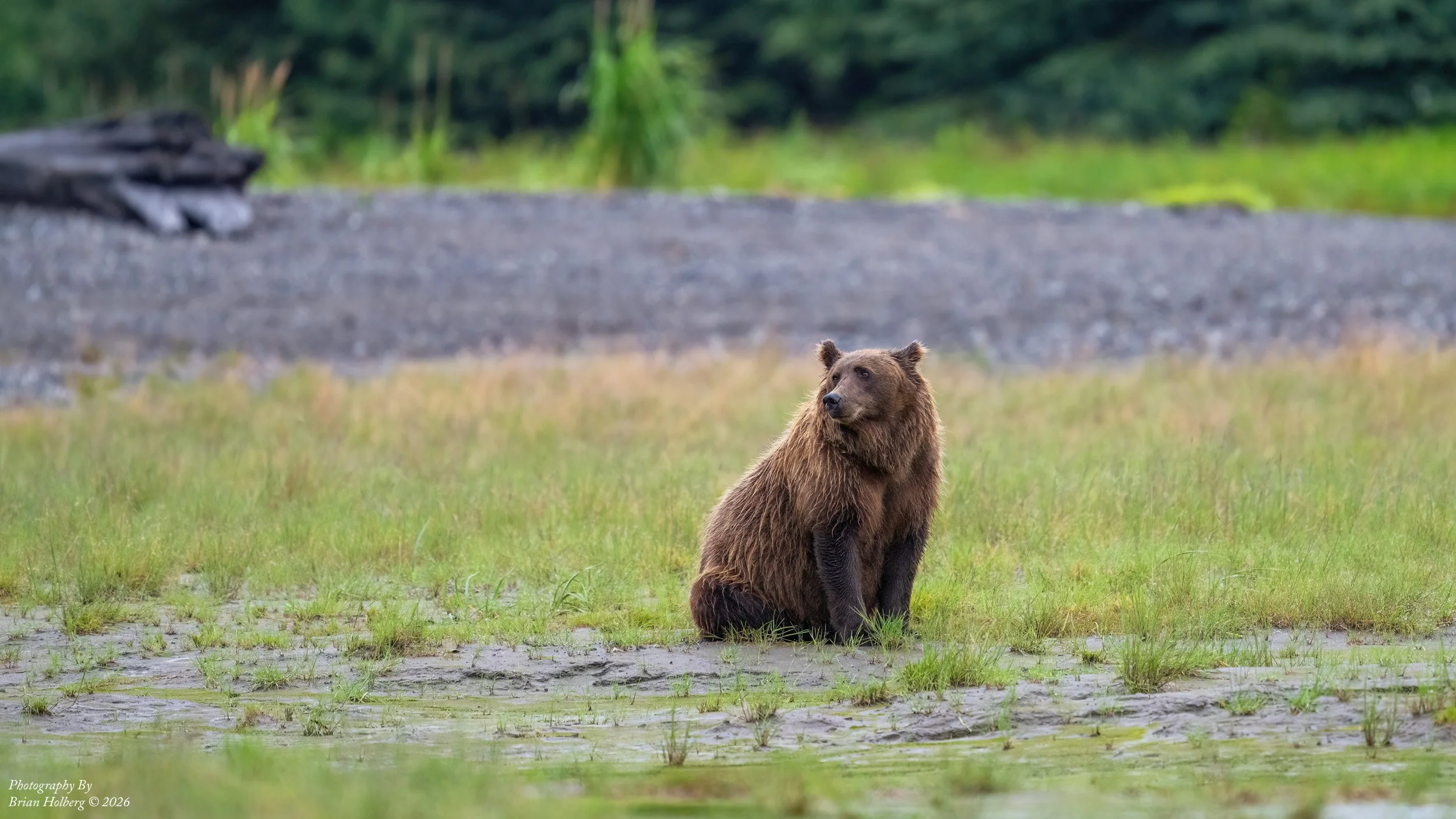 A brown bear sitting on a grassy field in front of a rocky area and green trees in the background, looking to the side.