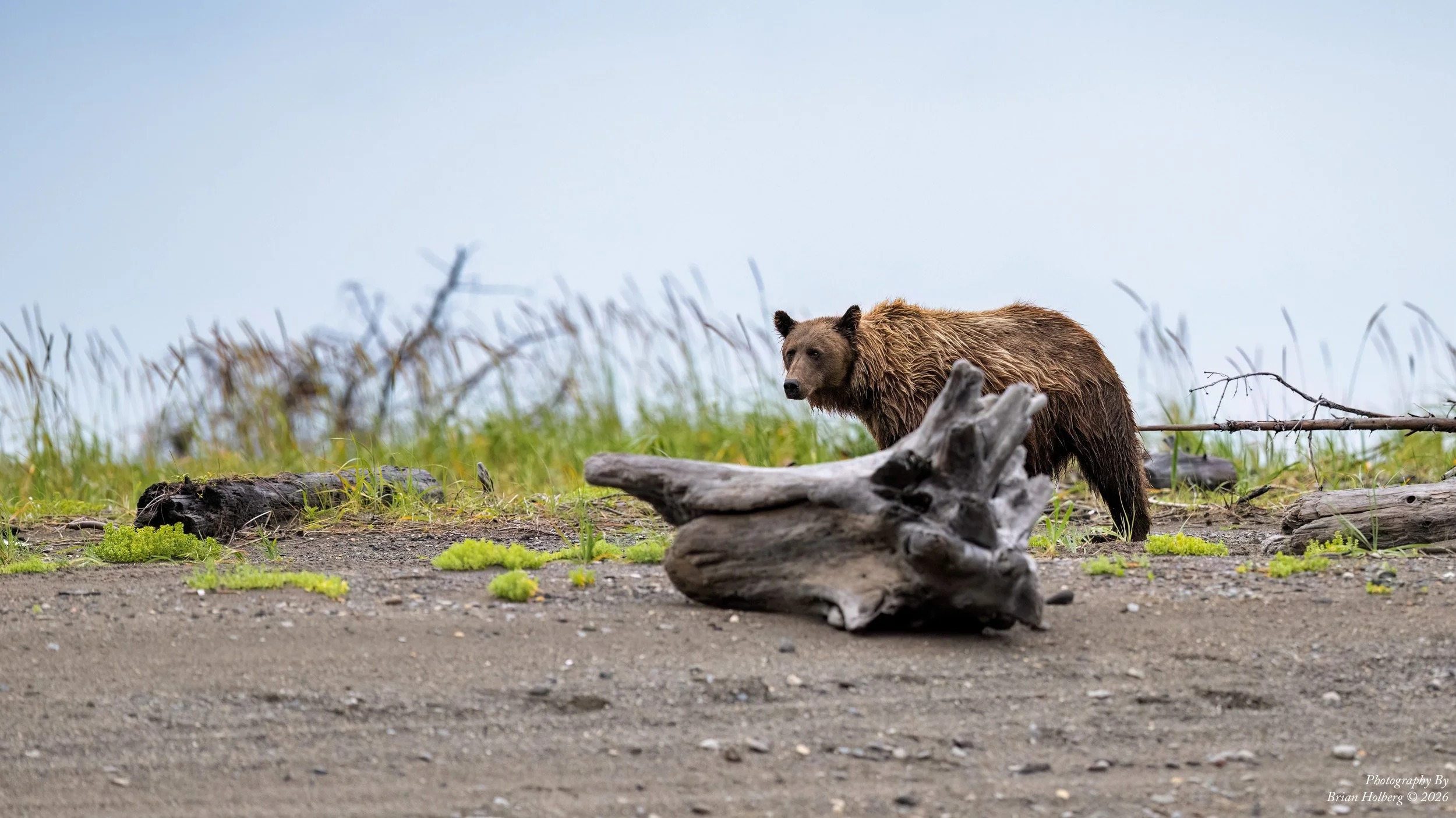 A brown bear standing outdoors on a dirt patch surrounded by grass and fallen logs, with a cloudy sky background.