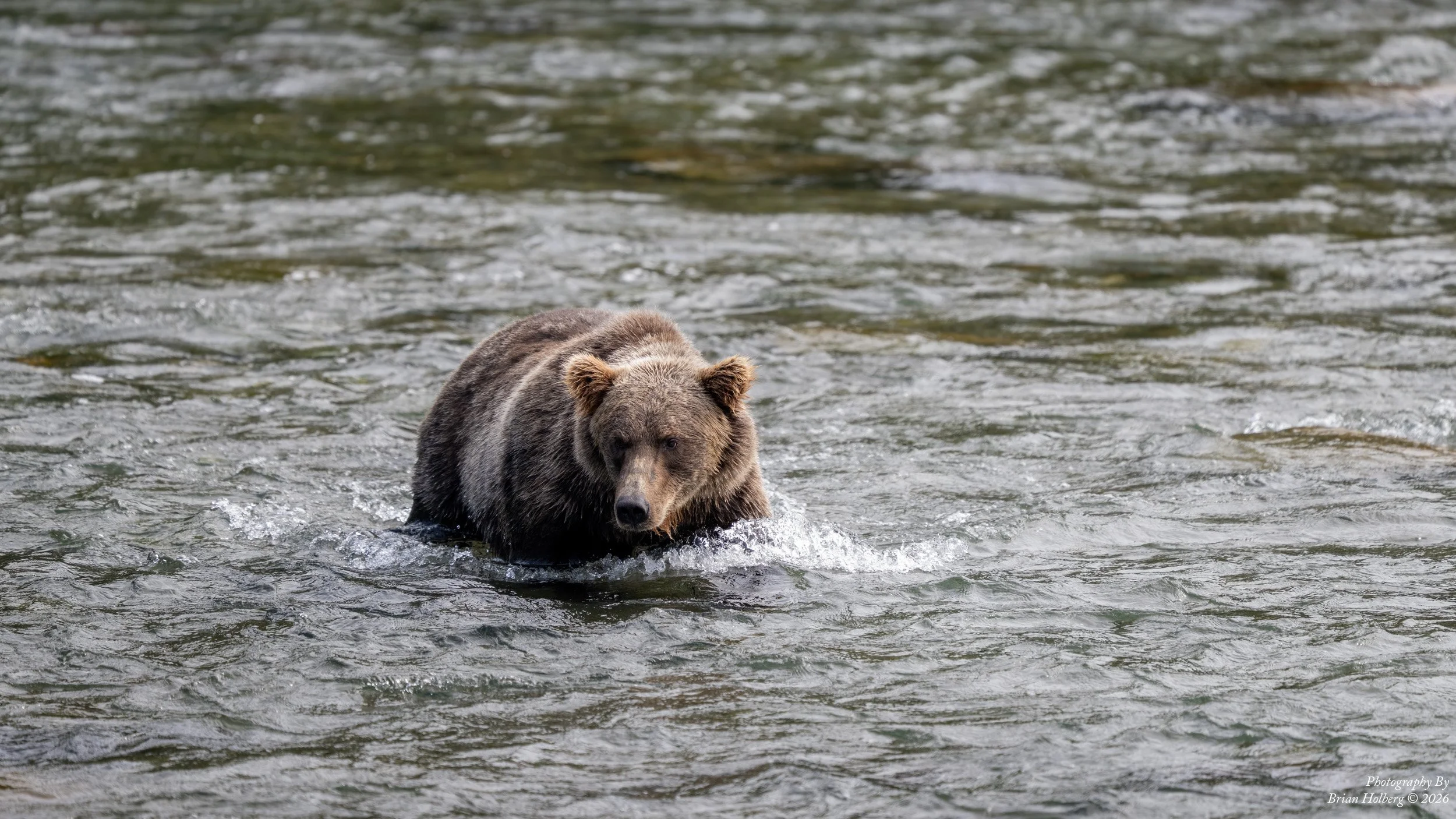 A brown bear swimming in a river.