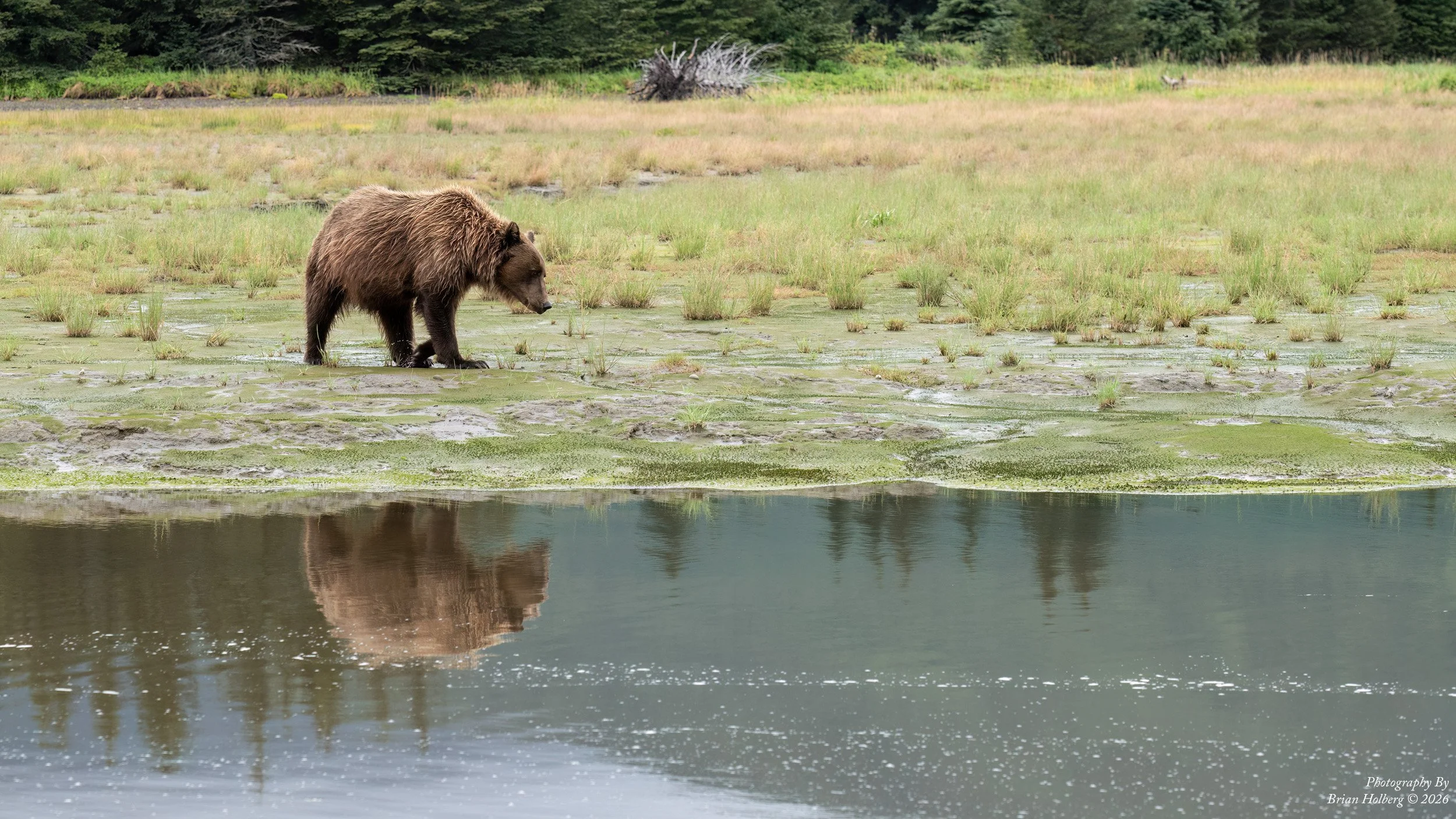 A brown bear walking along a marshy shoreline with green grasses, a small body of water, and a forested background.