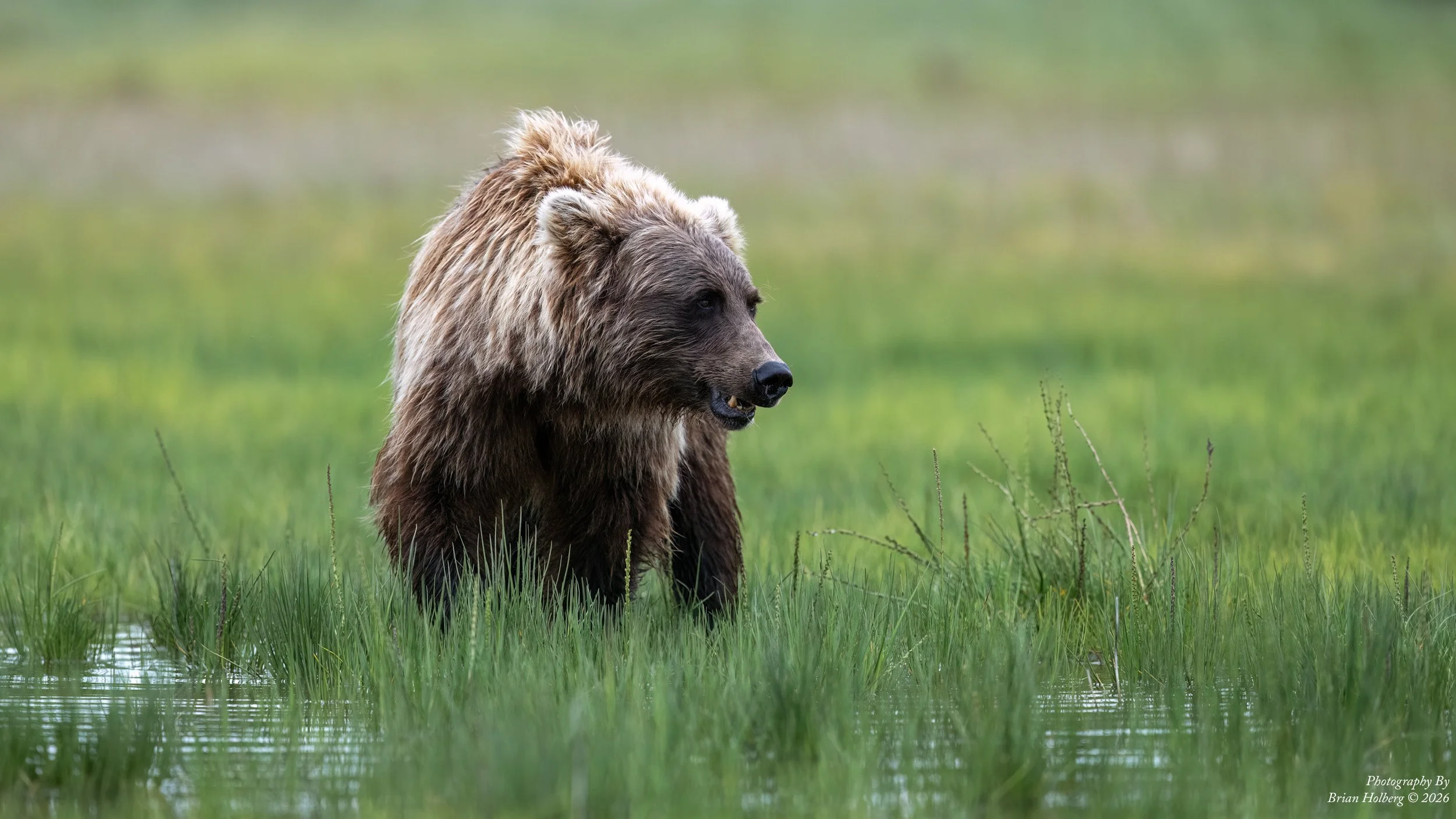 A brown bear in a green grassy field near a body of water with a blurred background of more green grass.