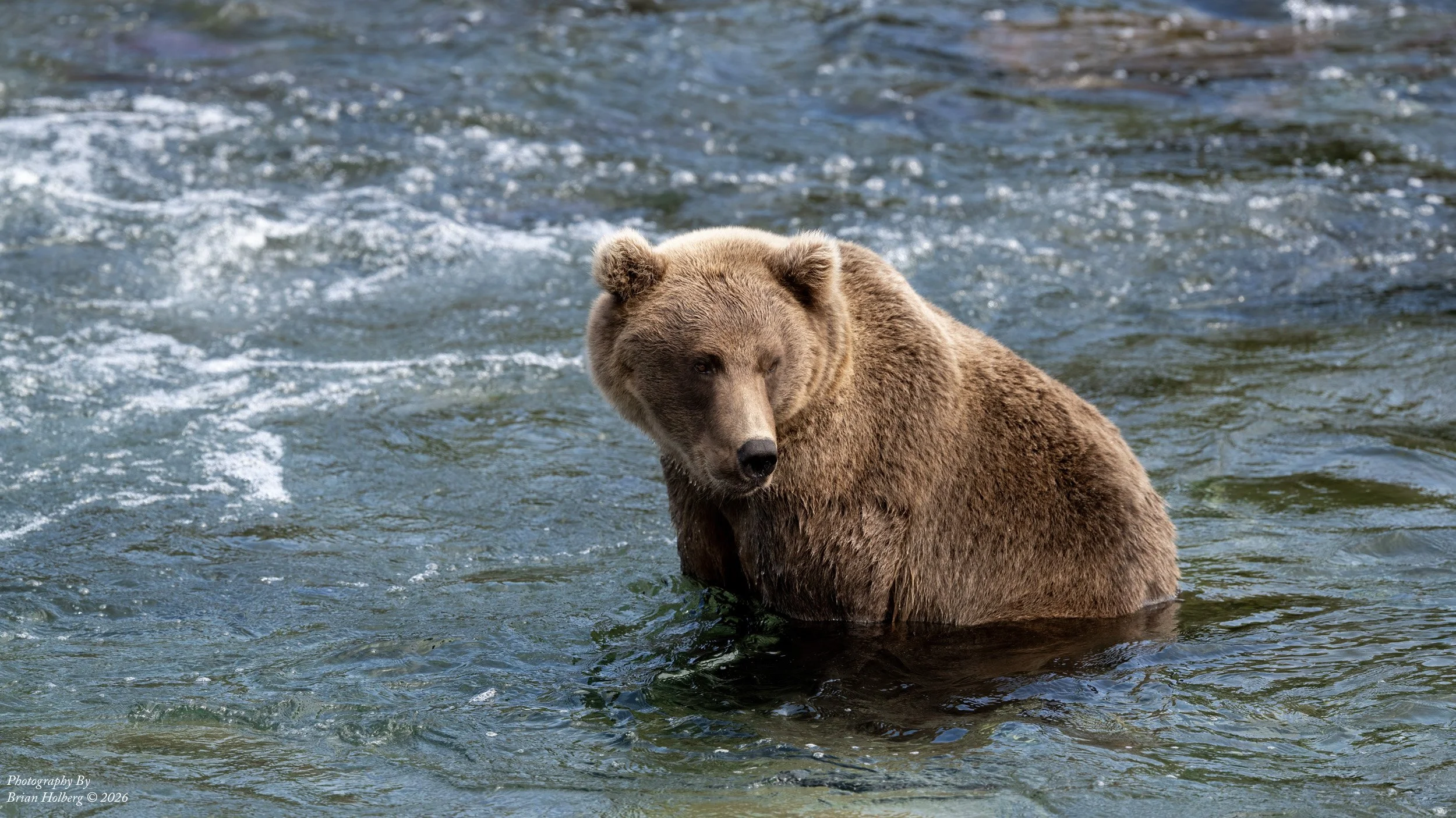 A brown bear standing in a river with water splashing around.