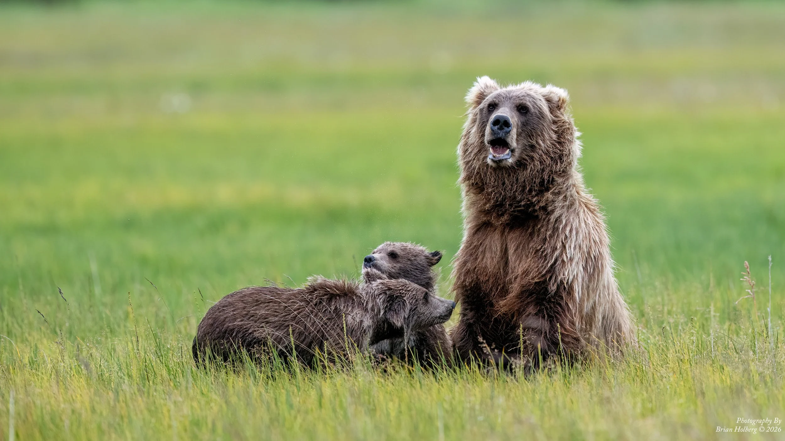 A mother brown bear with three cubs in a grassy field, one cub is standing and the others are lying down.