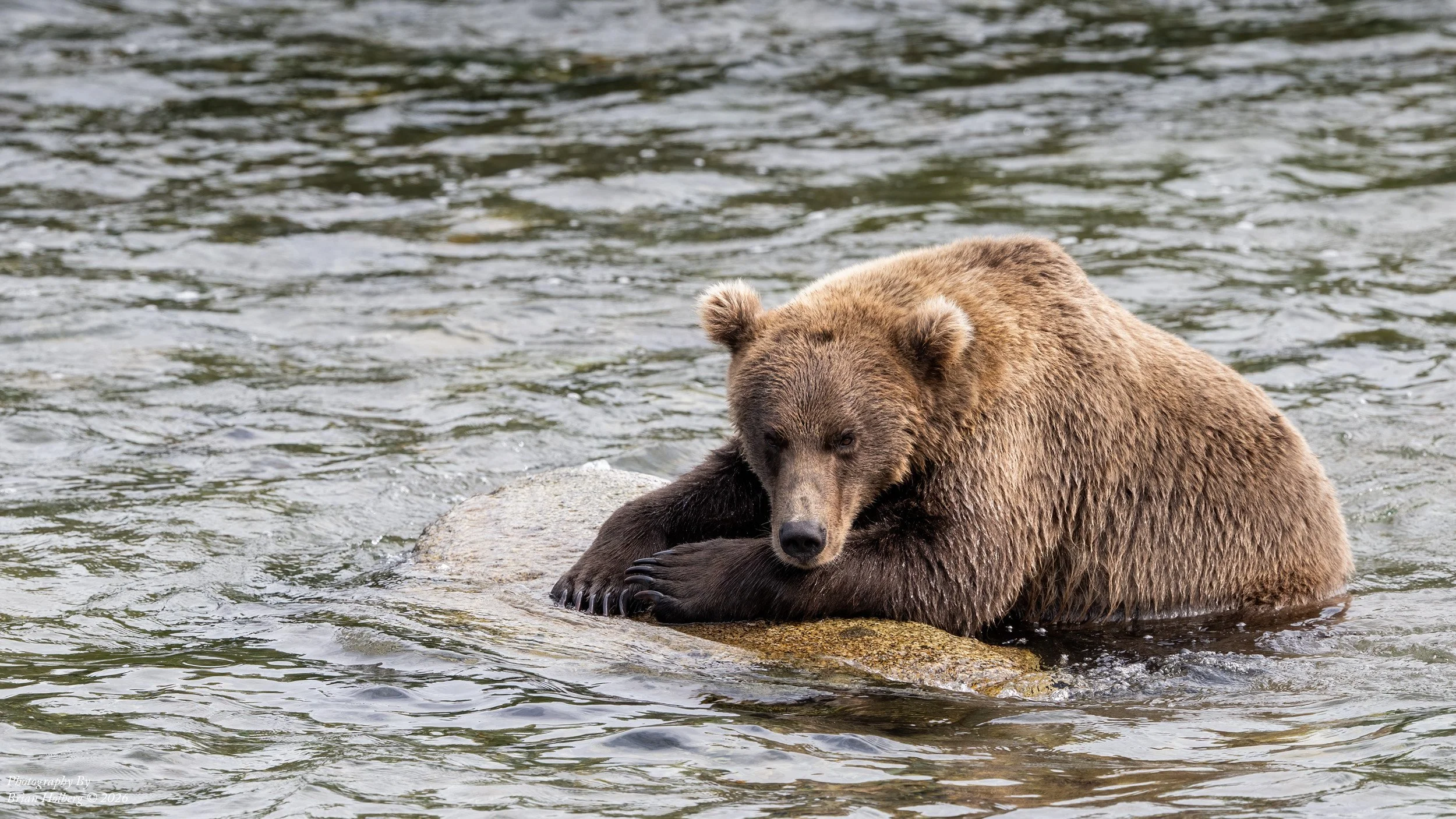 A brown bear sitting on a rock in a river, looking towards the camera.