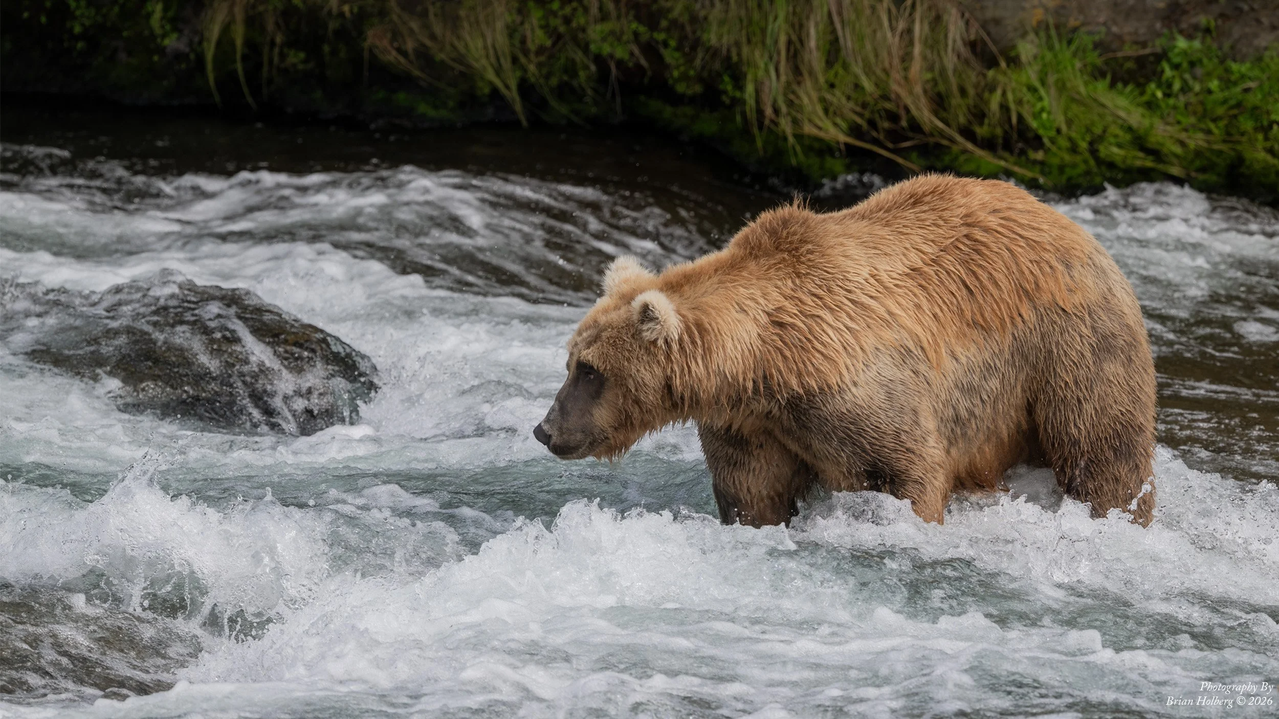 A brown bear standing in a rushing river with green vegetation on the riverbank.