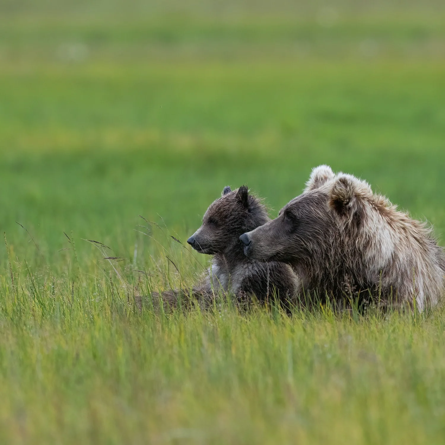 A grizzly bear and a young bear cub sitting together in a grassy field.