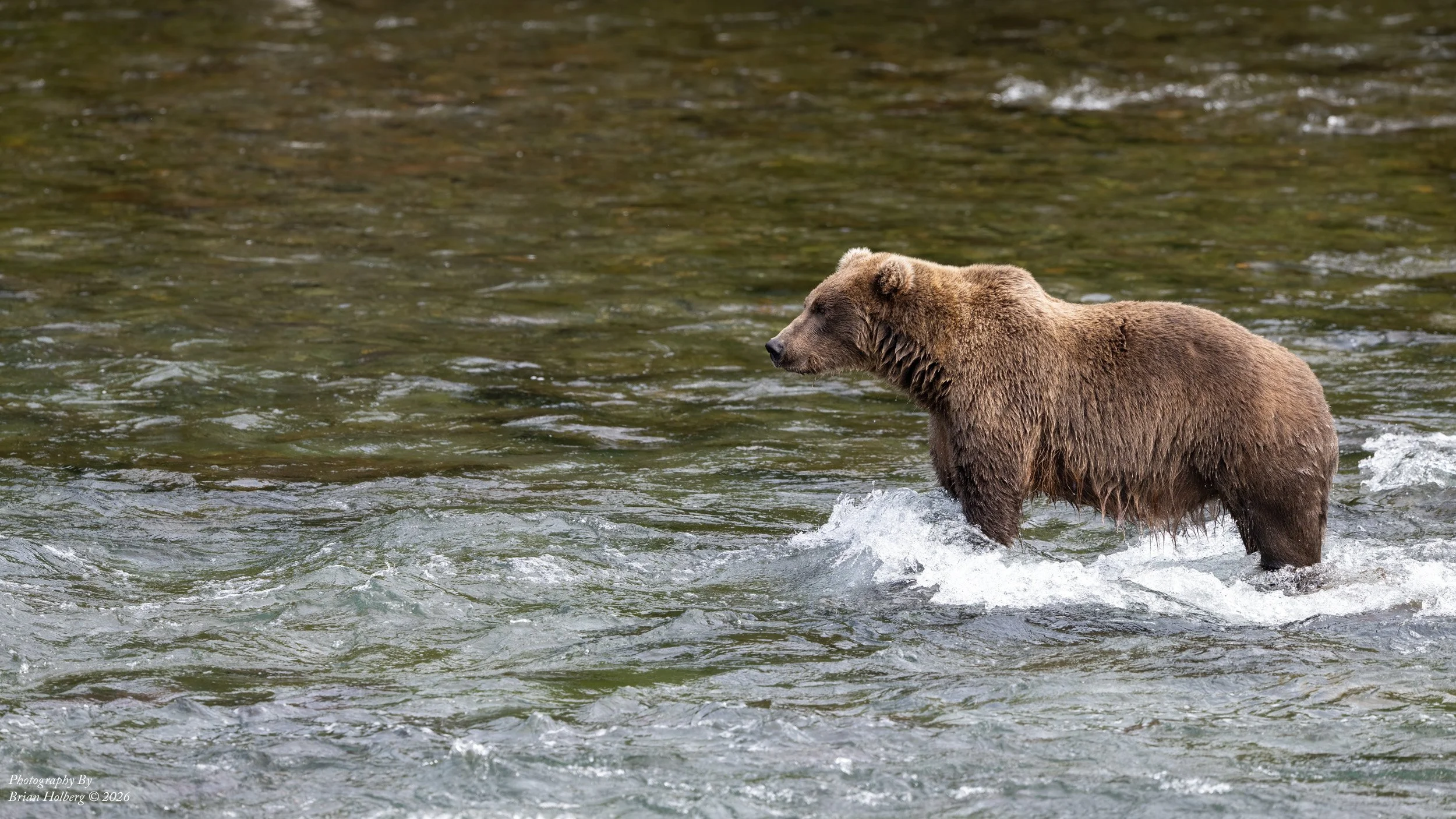 A brown bear standing in a shallow river with water splashing around its legs.
