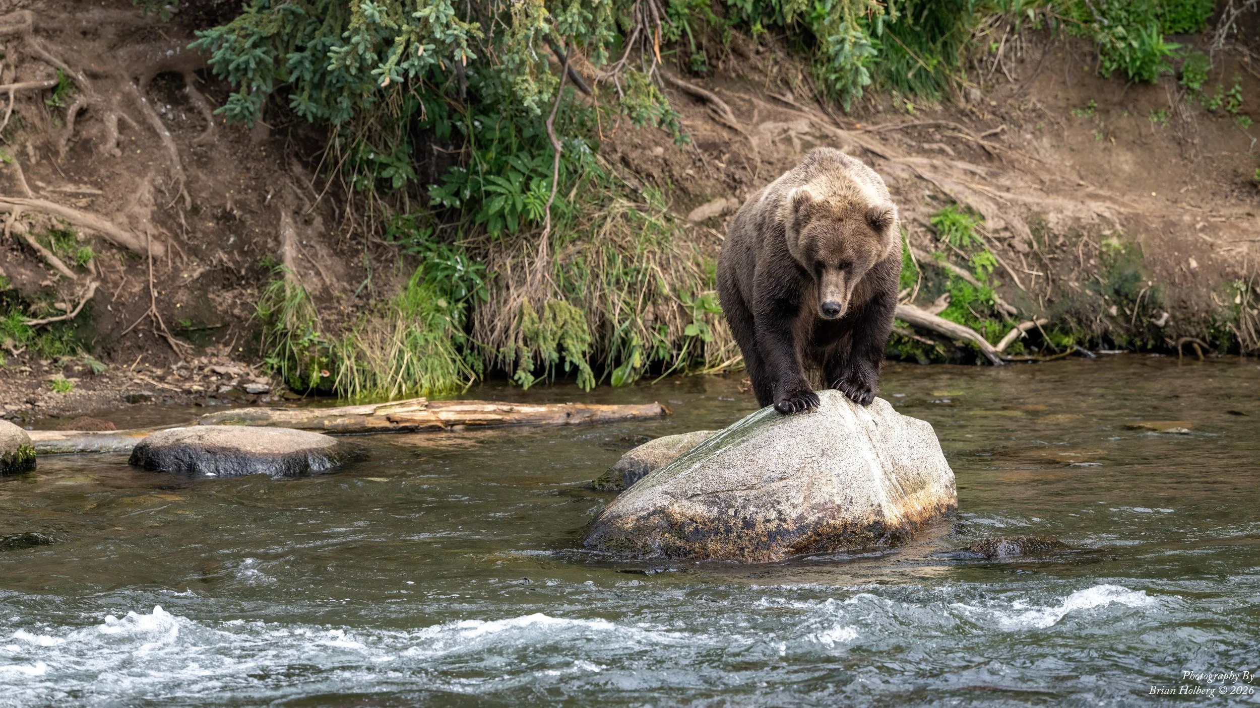 A brown bear standing on a large rock in a shallow river, with a forested bank and green foliage in the background.