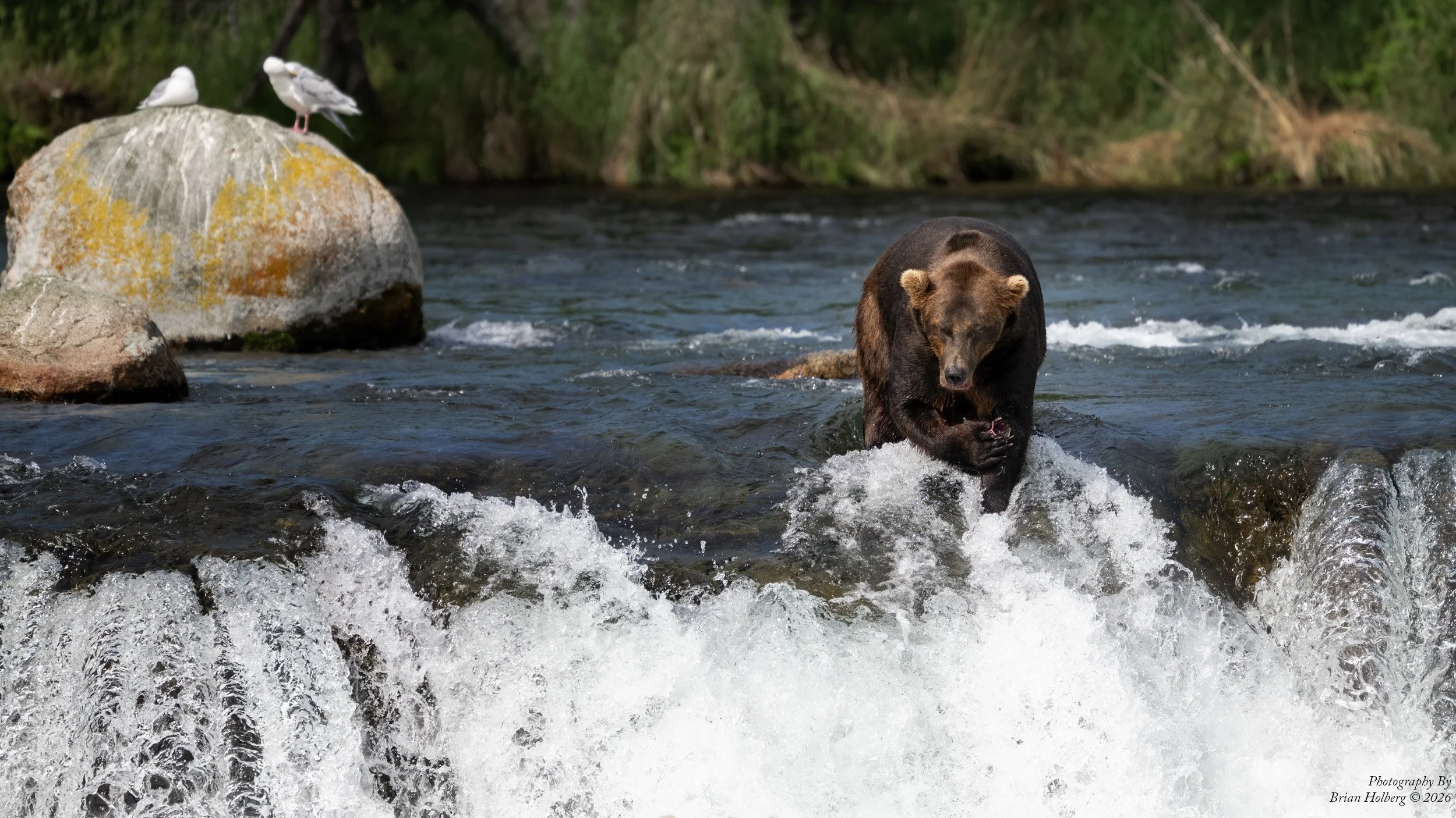 A brown bear in a river catches a fish with trees and rocks in the background.
