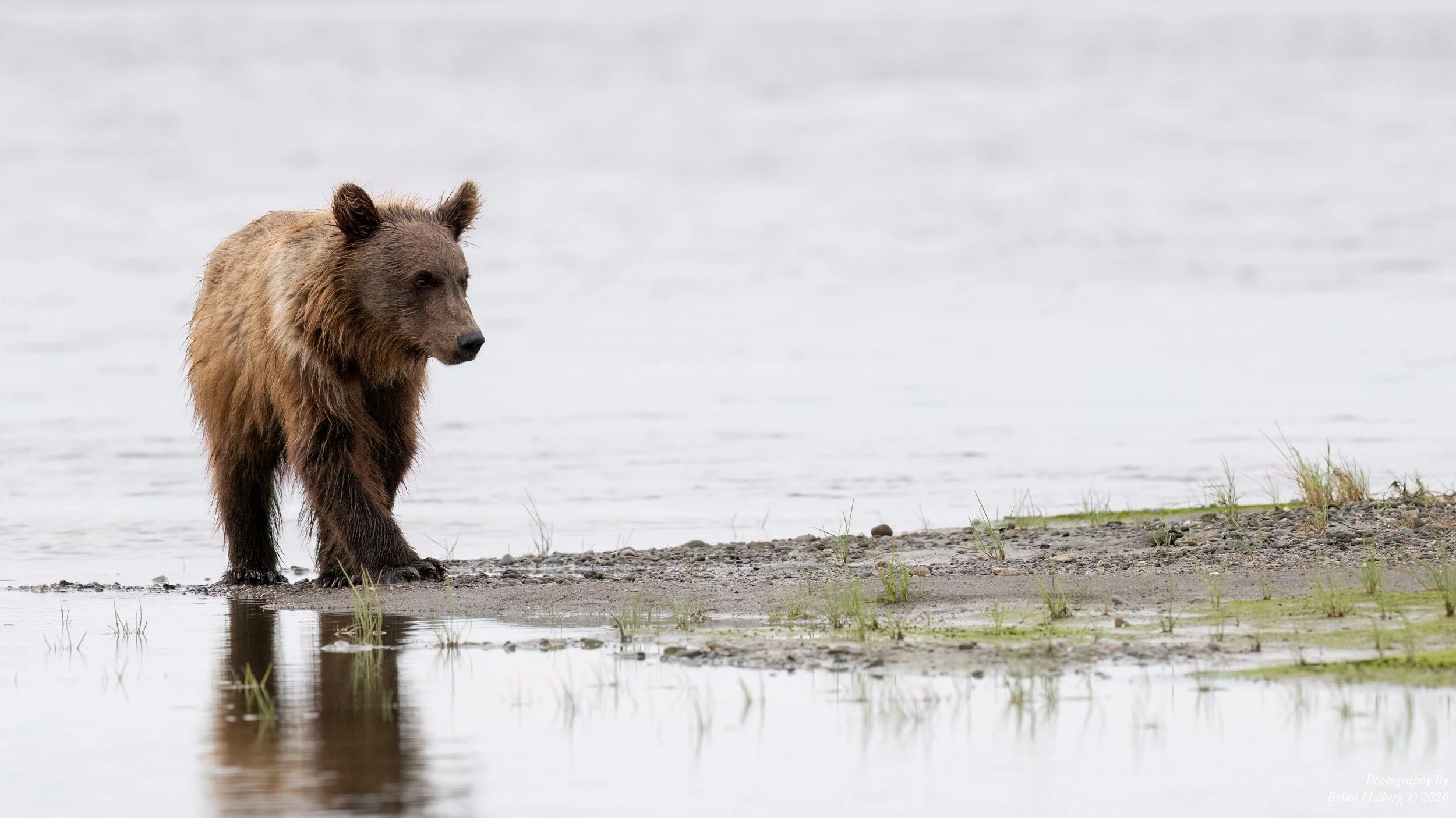 A brown bear standing on the rocky shoreline near the water, with green grass and calm water in the background.