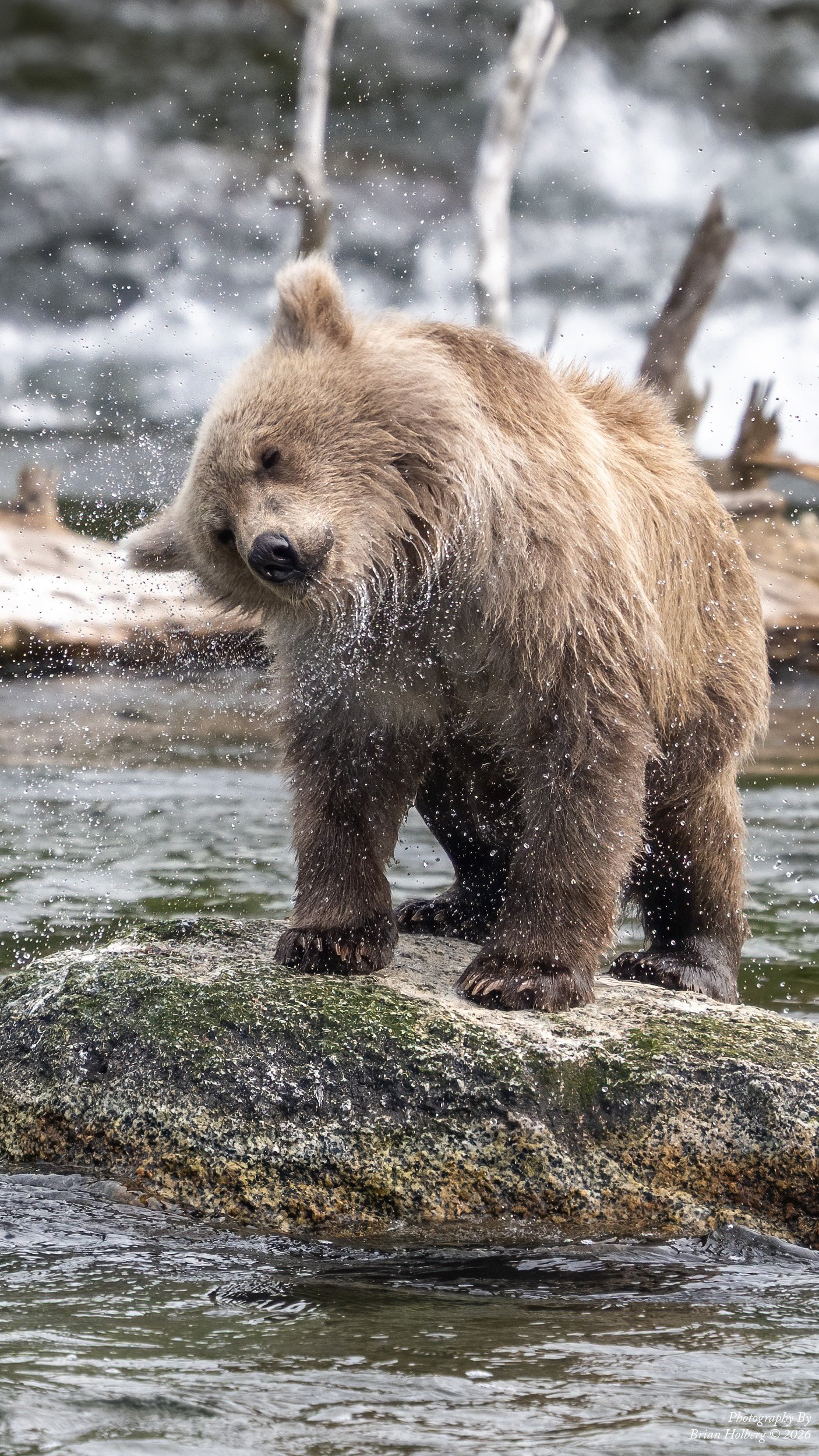 A brown bear standing on a rock in a river, shaking water off its fur with water splashing around.