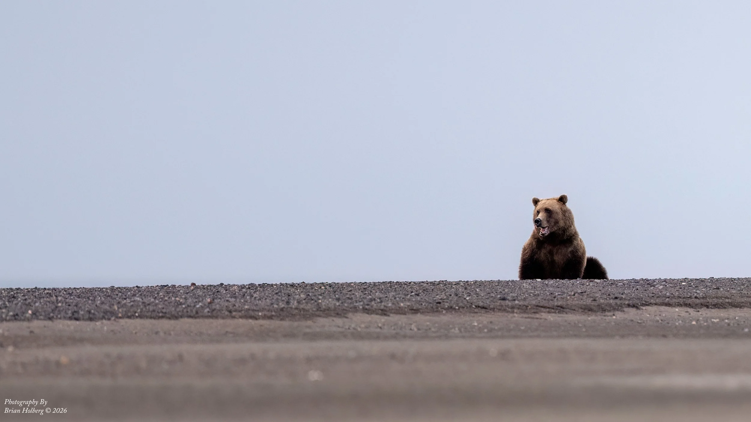 A brown bear sitting on a rocky shoreline with a gray sky background.
