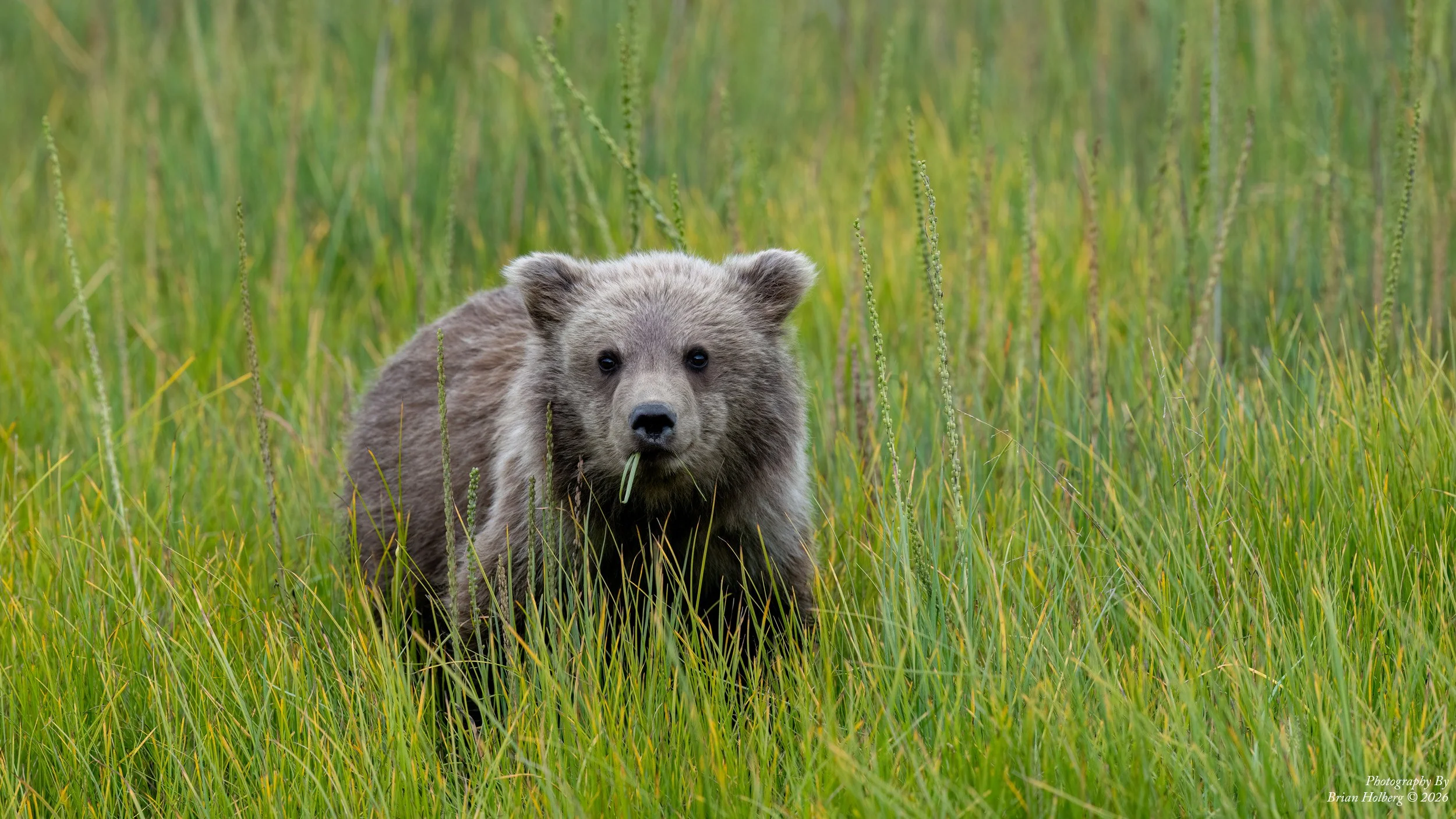A young bear standing in tall green grass in a natural outdoor setting.