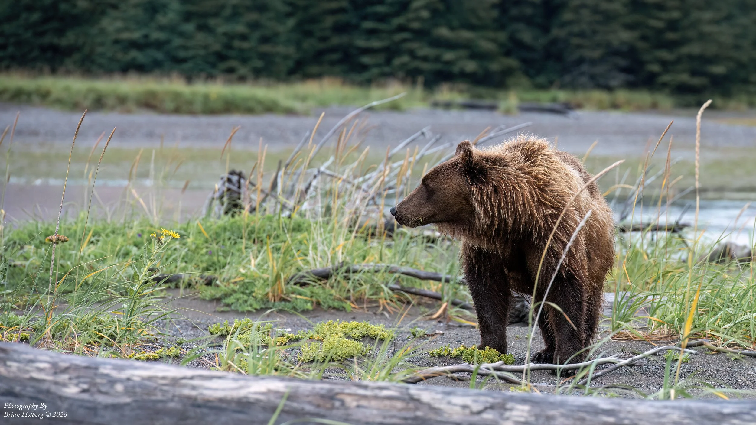 A brown bear standing on the shore of a river with green vegetation and a forest in the background.