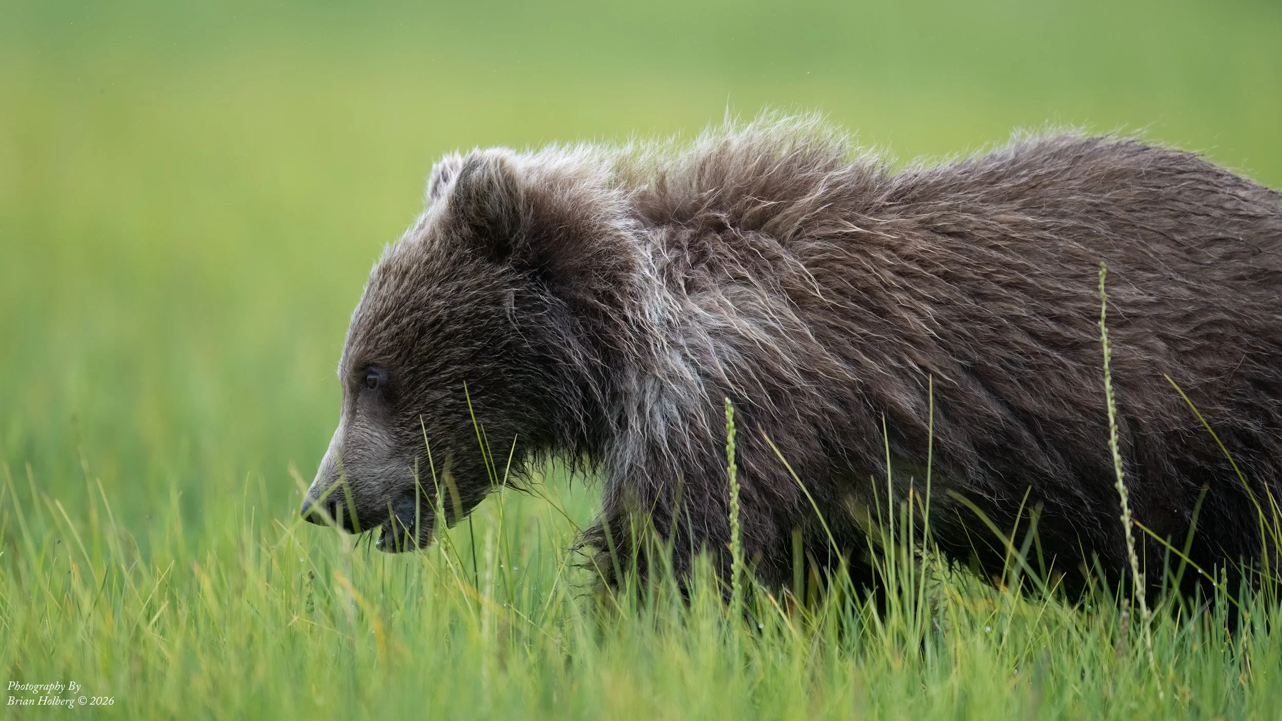A bear grazing in a grassy field with a green blurred background.