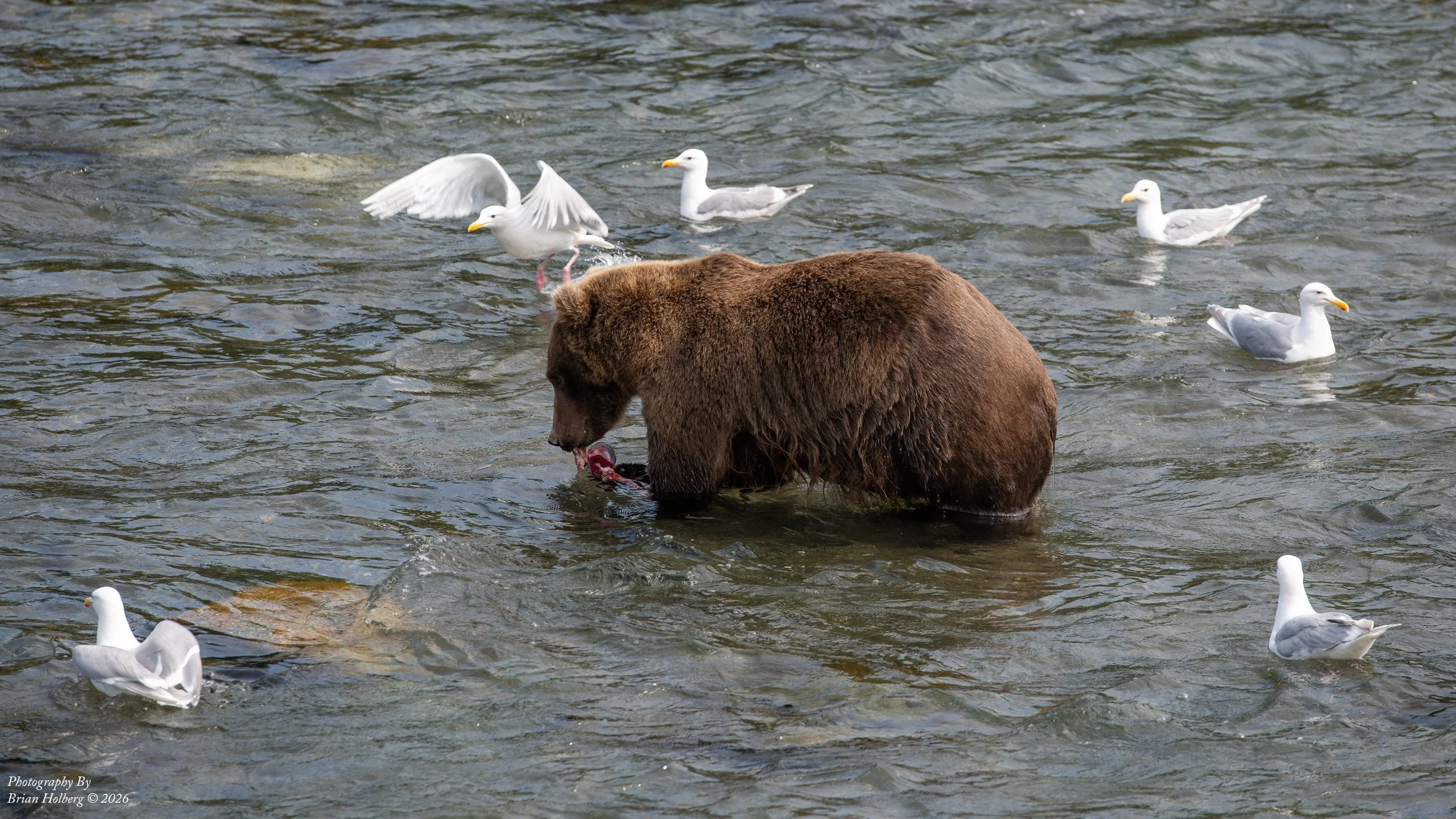 A brown bear standing in a river with several seagulls around it, one of which is landing in the water.
