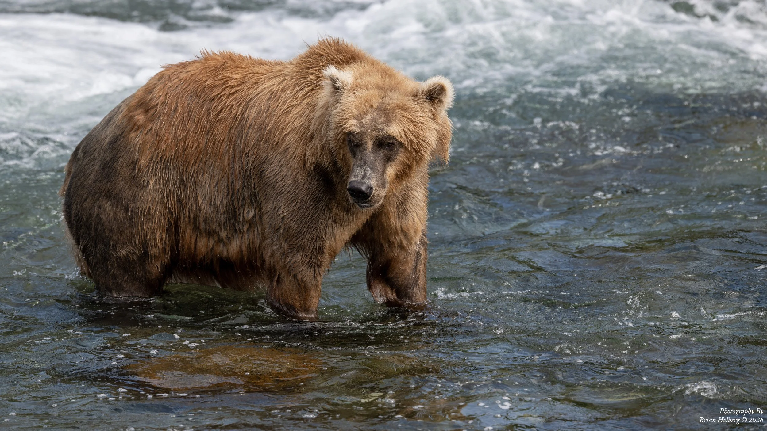A large brown bear standing in a shallow river with water flowing around its legs.