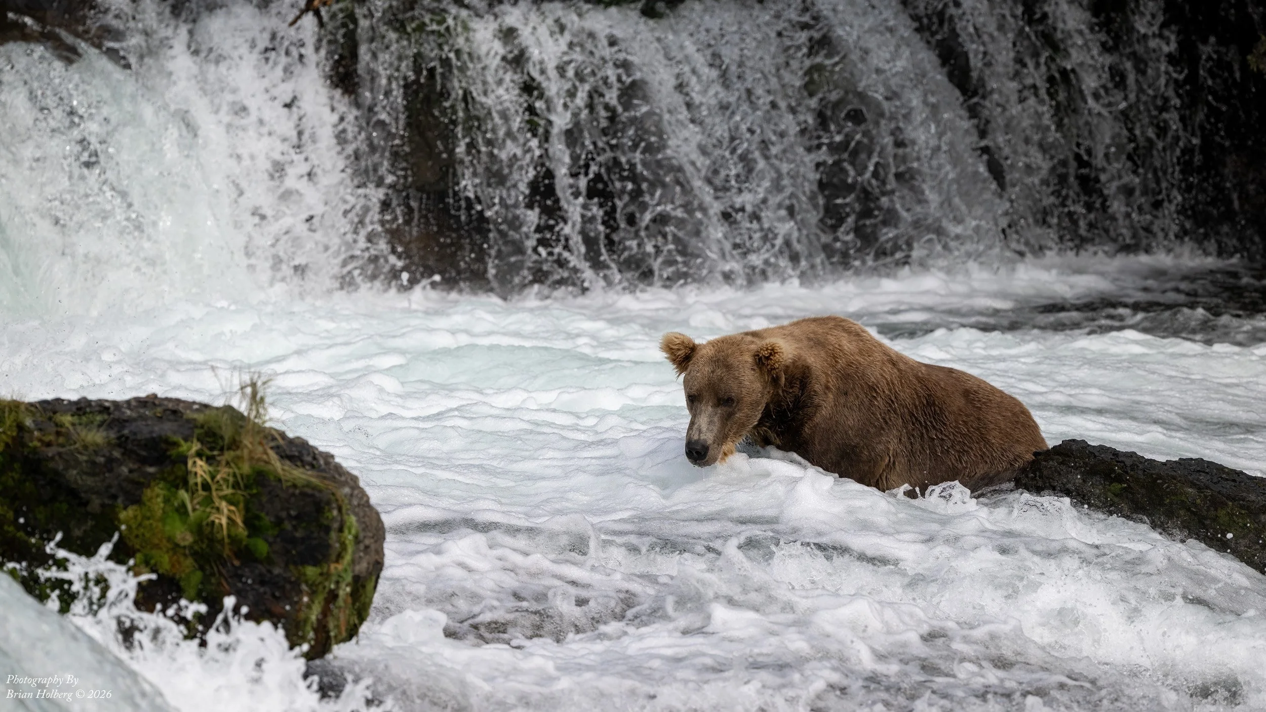 A bear sitting in water near a waterfall, with moss-covered rocks in the foreground.