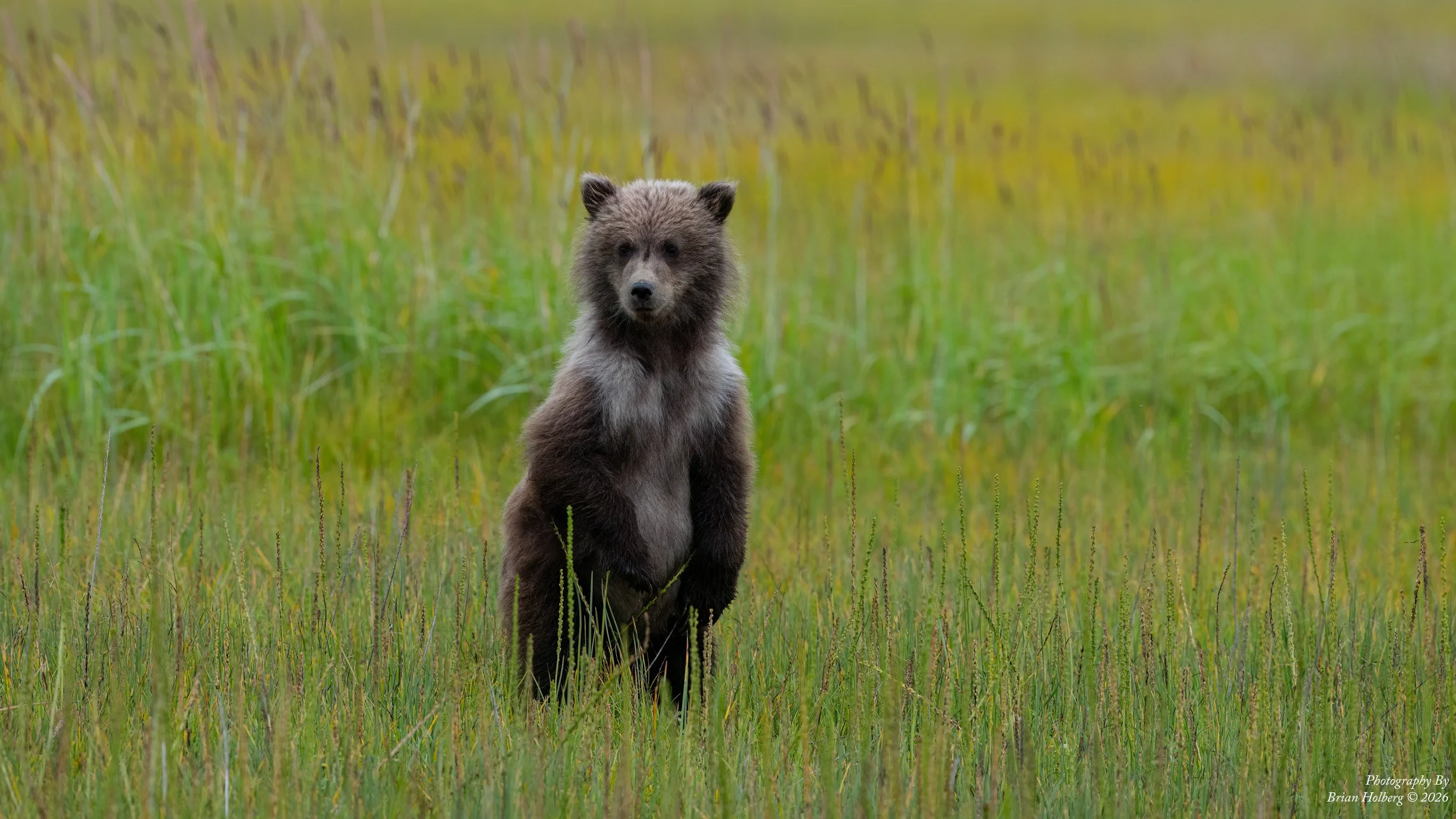 A young brown bear standing in a grassy field with green and yellow vegetation, facing forward with a curious expression.