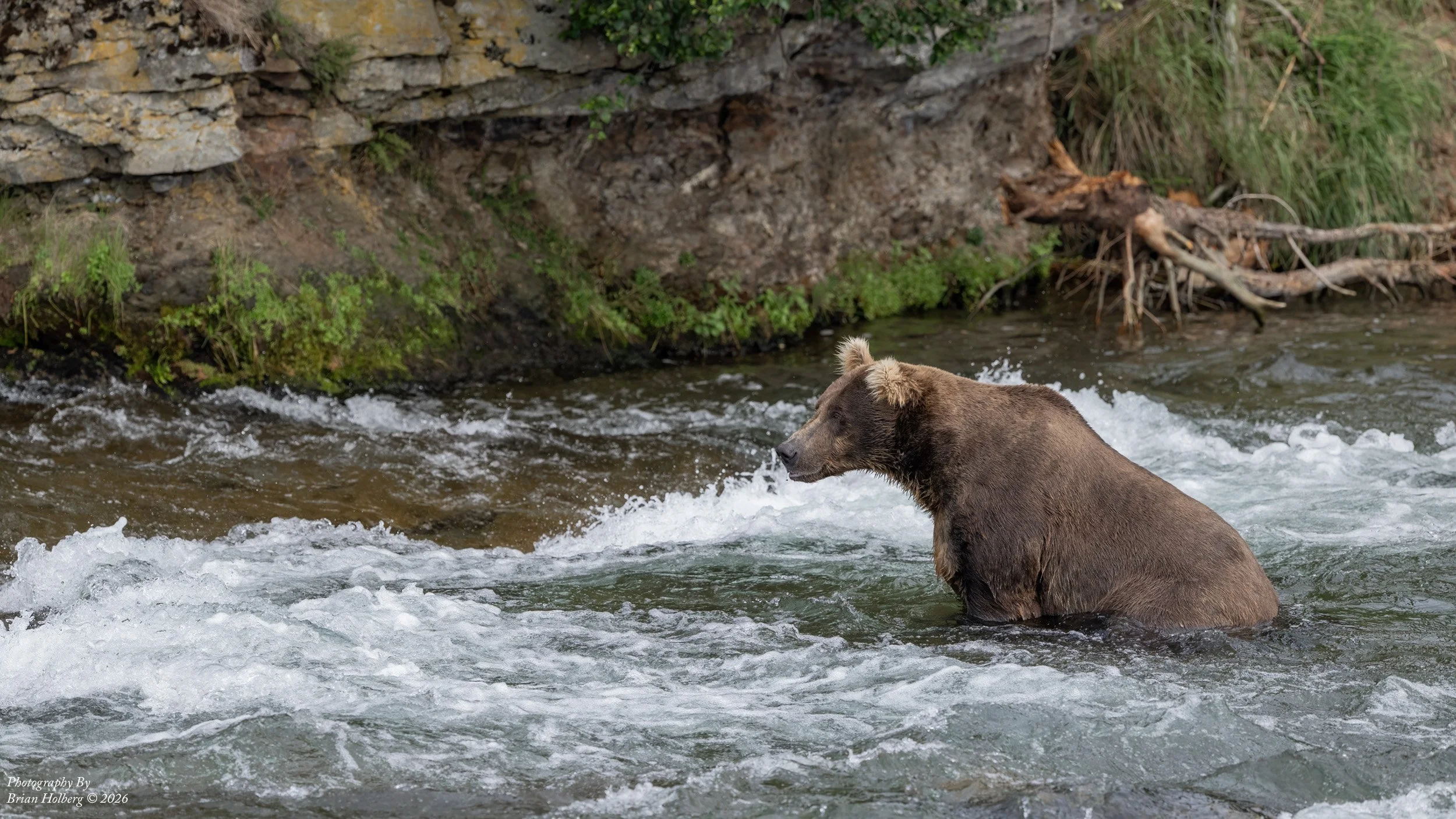 A bear standing in a river with rocks and green vegetation in the background.