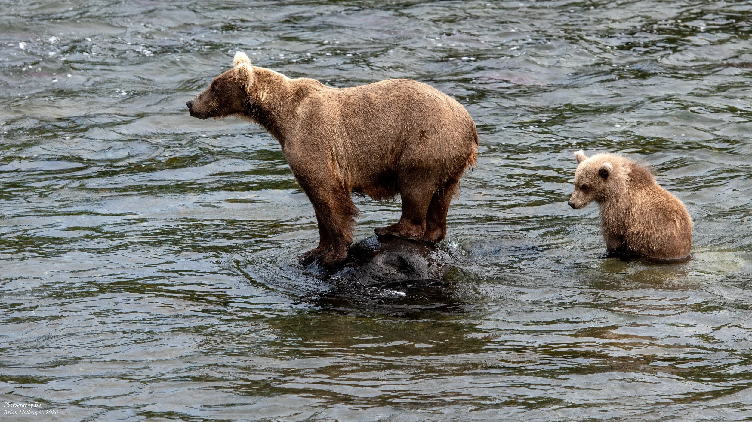 A brown bear and a bear cub standing in a river, with the mother bear on a rock and the cub in the water nearby.