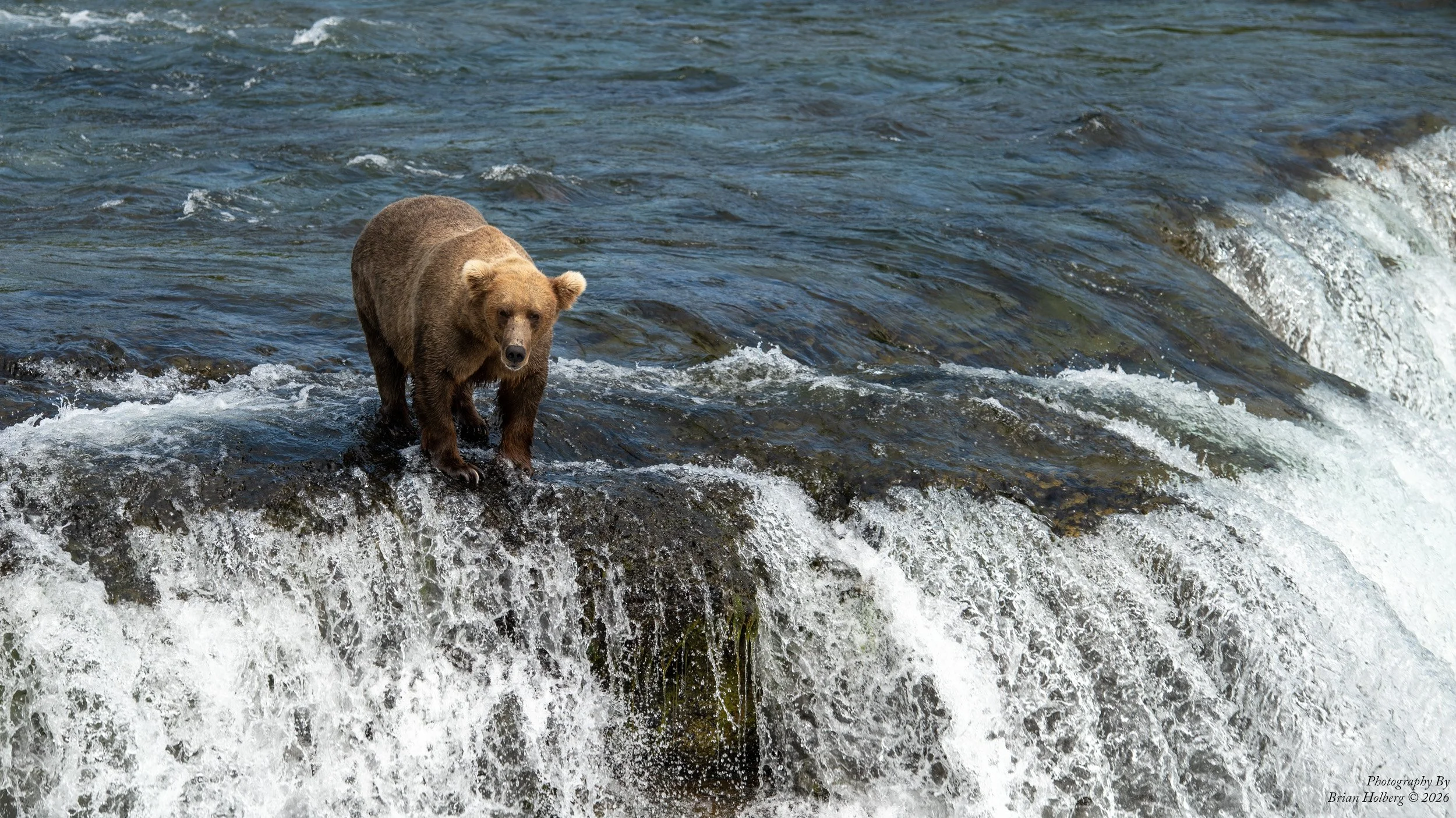 A brown bear standing in a flowing river with small waves, facing towards the camera.