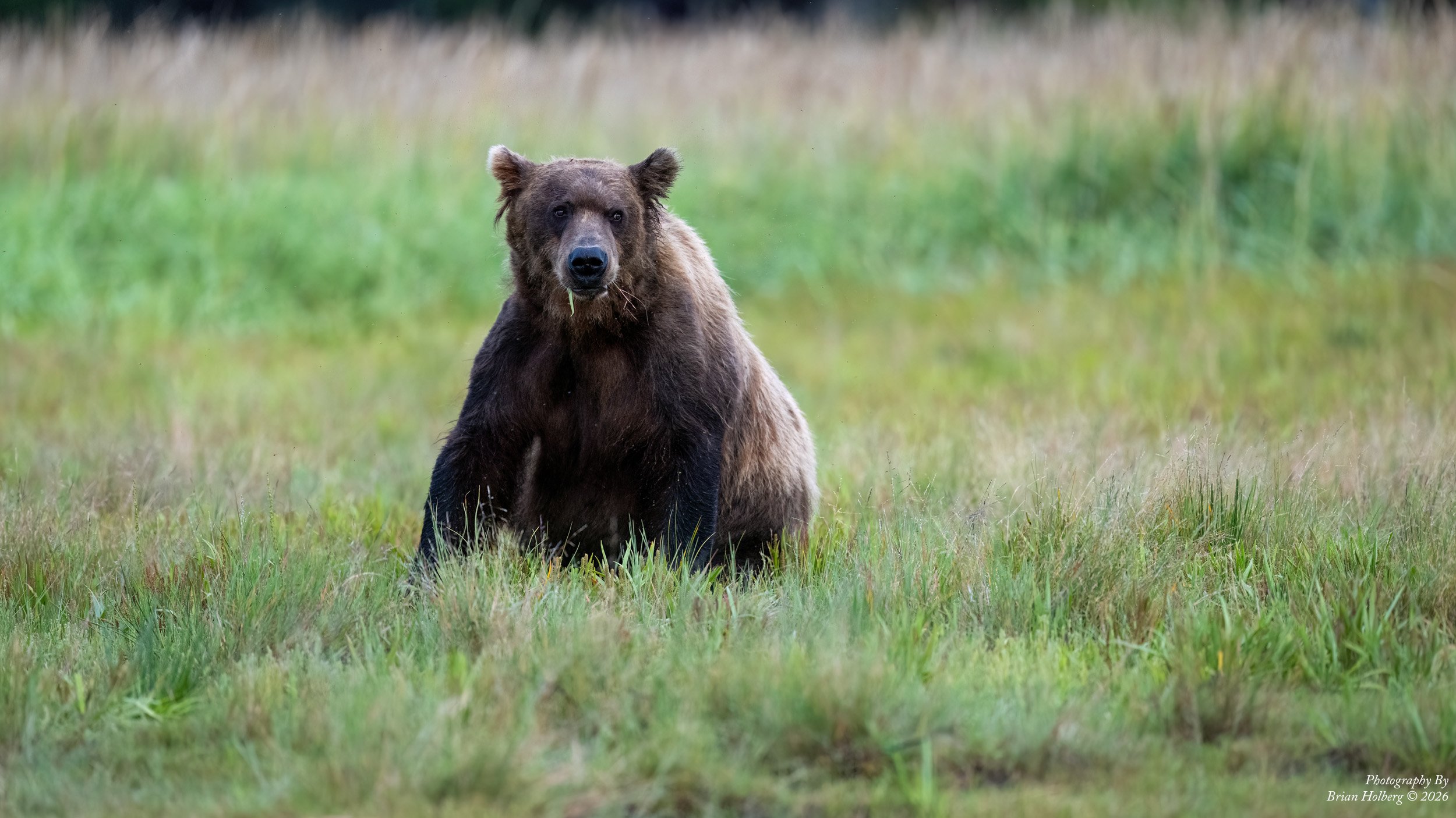 A brown bear sitting in a grassy field with a blurred green background.