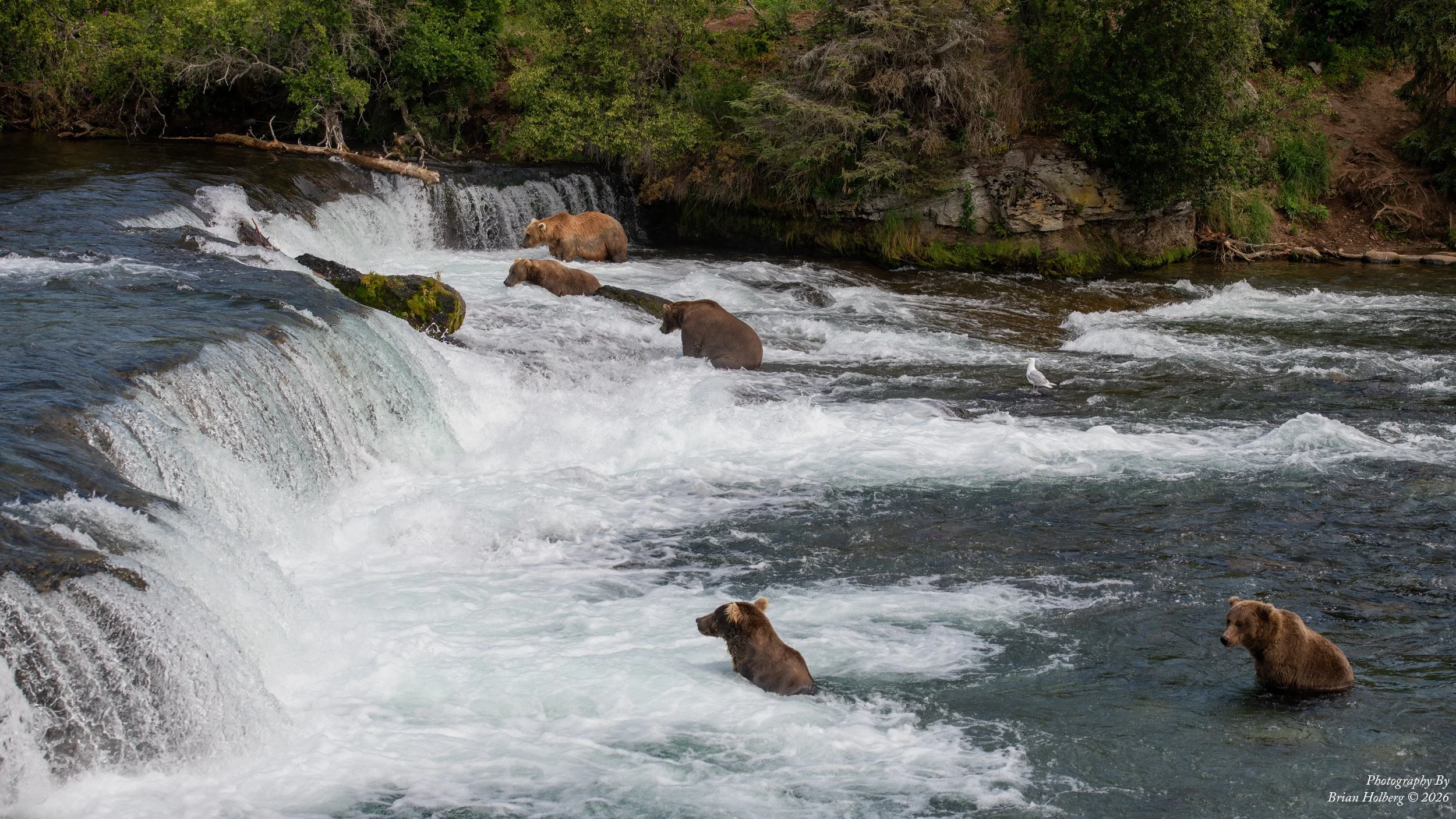 A group of bears wading in a river near a small waterfall, surrounded by lush green trees and rocks.