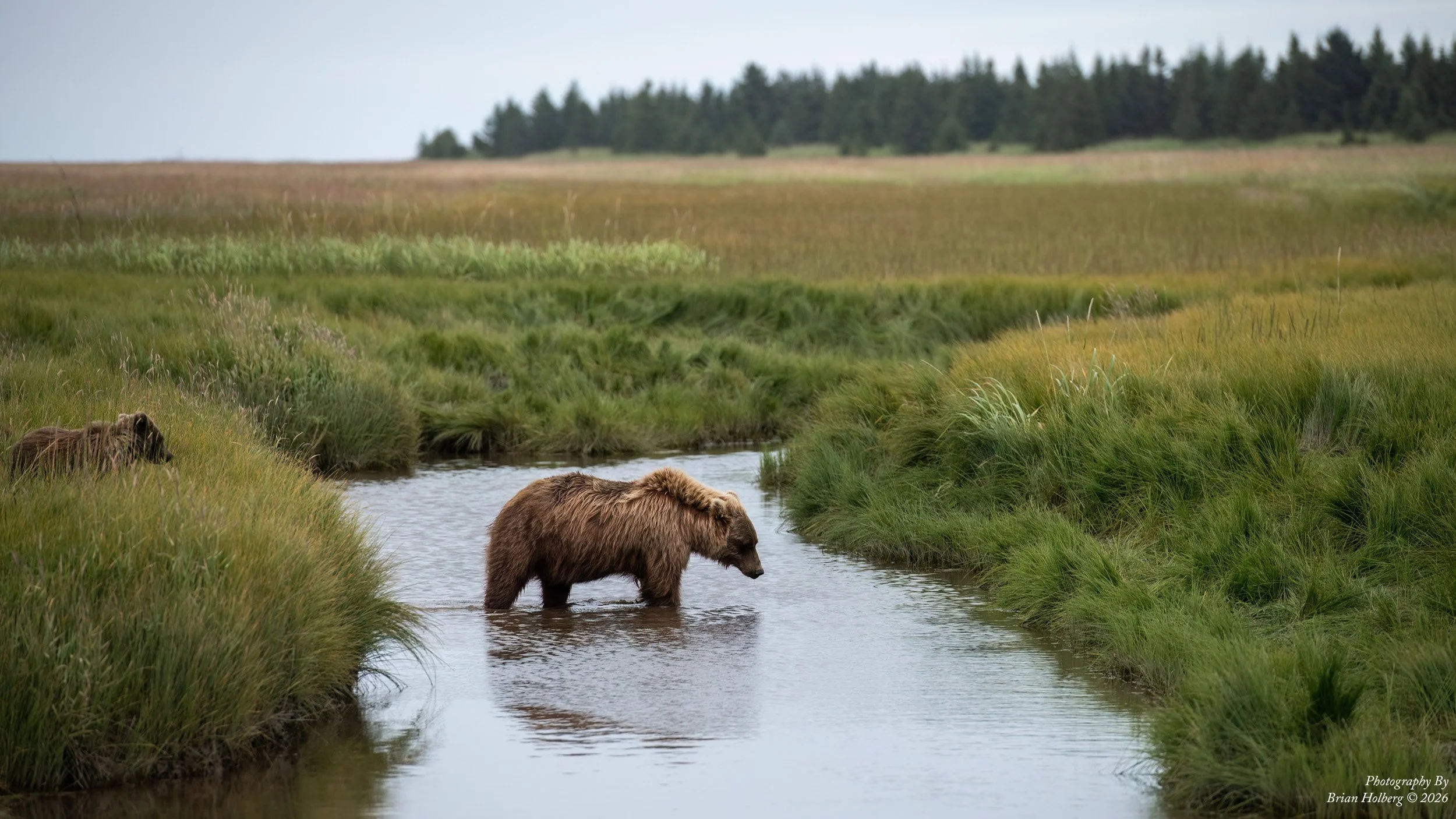 A brown bear wading through a small creek in a grassy marshland with trees in the background.