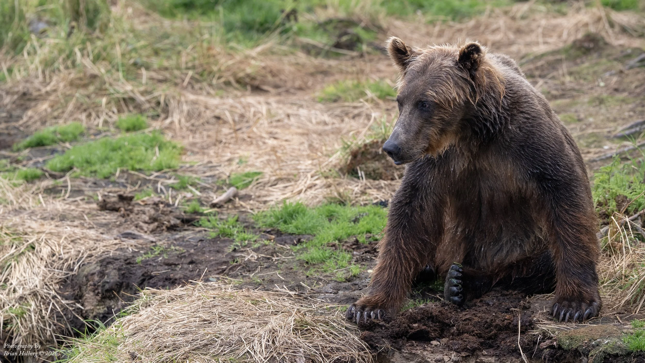 A brown bear cub sitting on the ground in a grassy, dirt area.