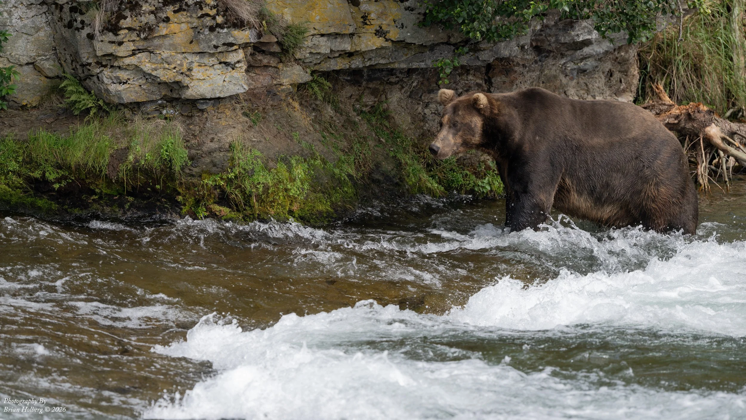 A brown bear standing in a river near a rocky and green forested bank.