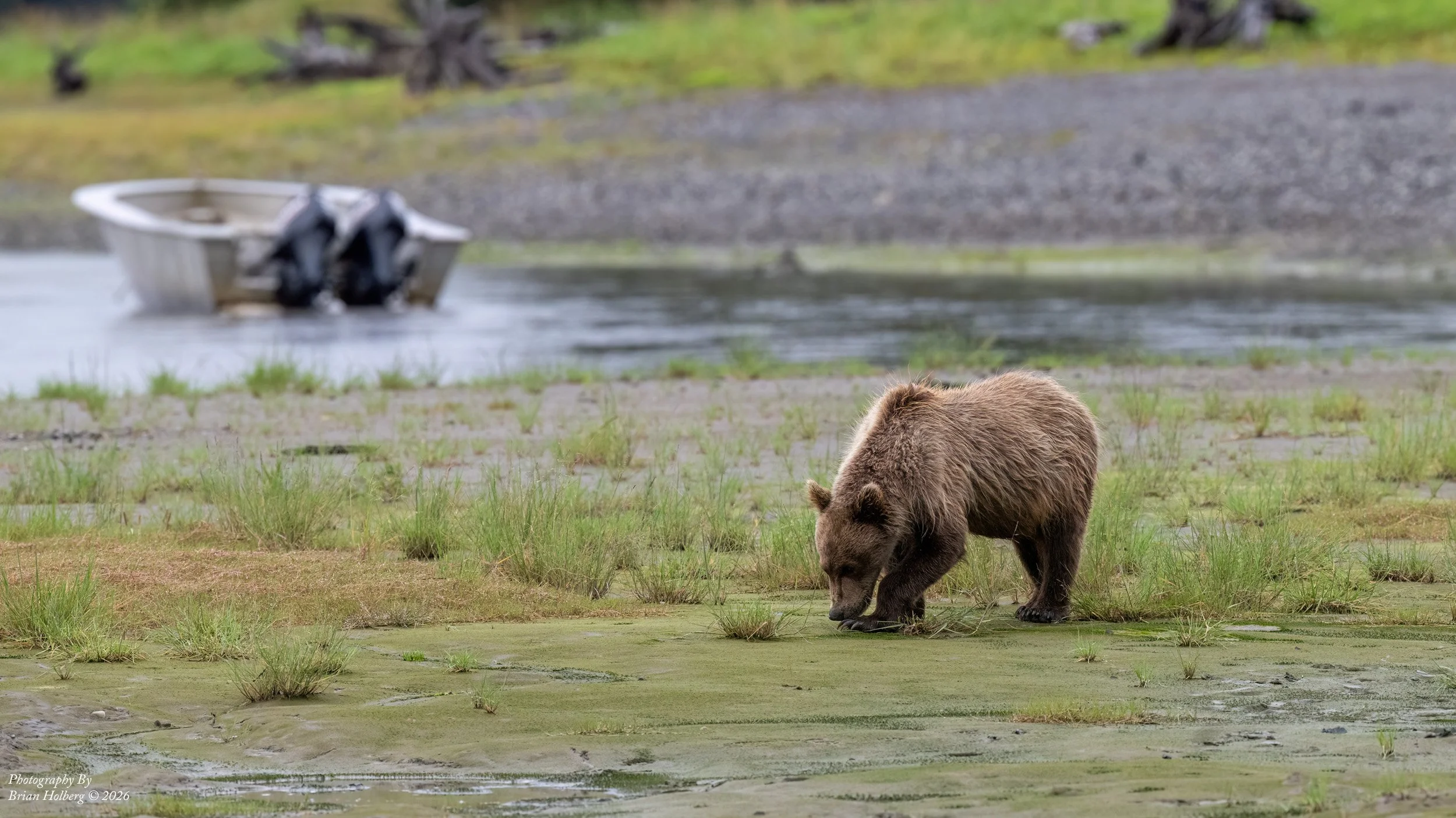 A bear is walking on green grass near a body of water with a boat and trees in the background.
