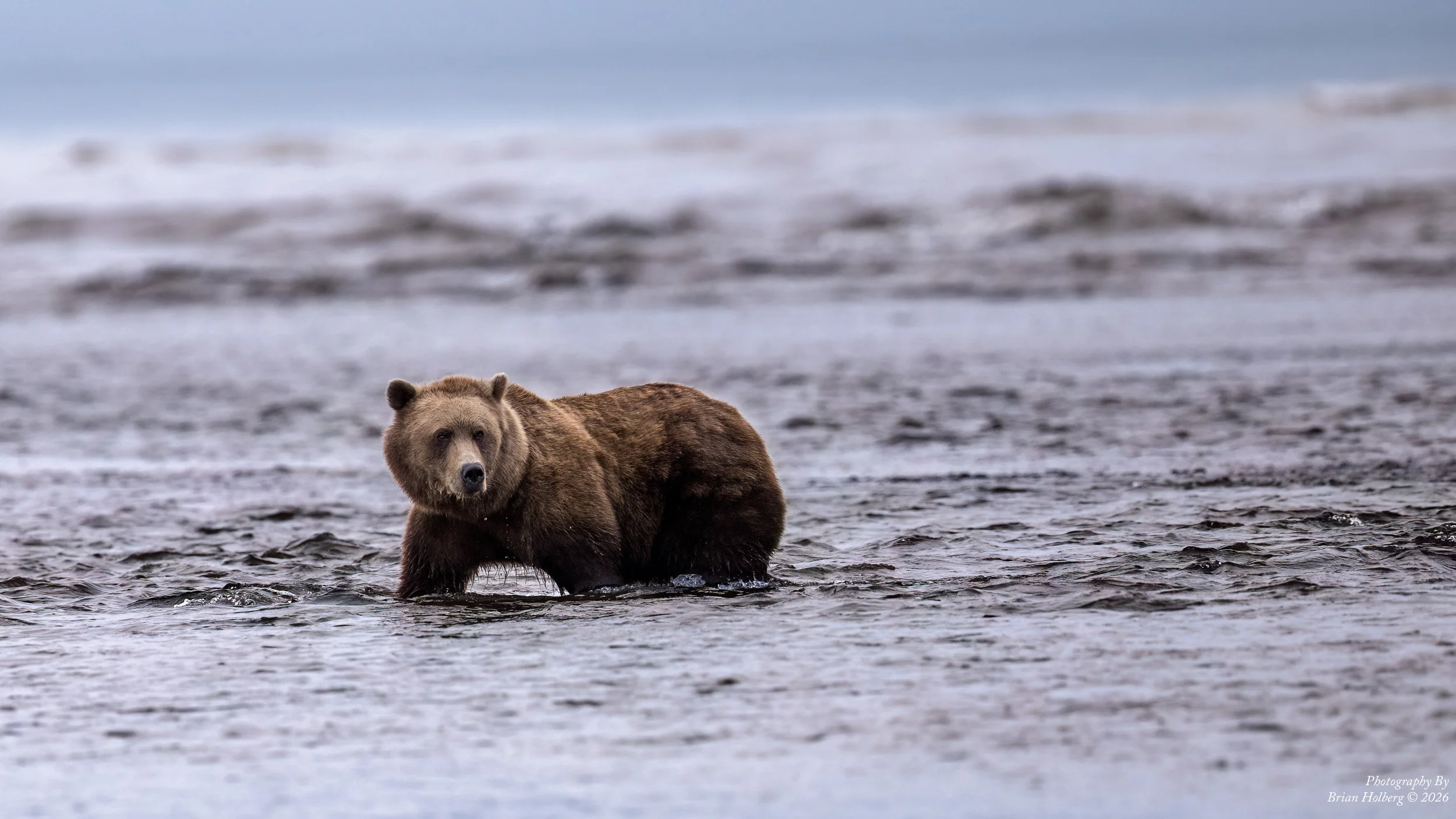 A brown bear wading through a shallow body of water with a blurred natural background.