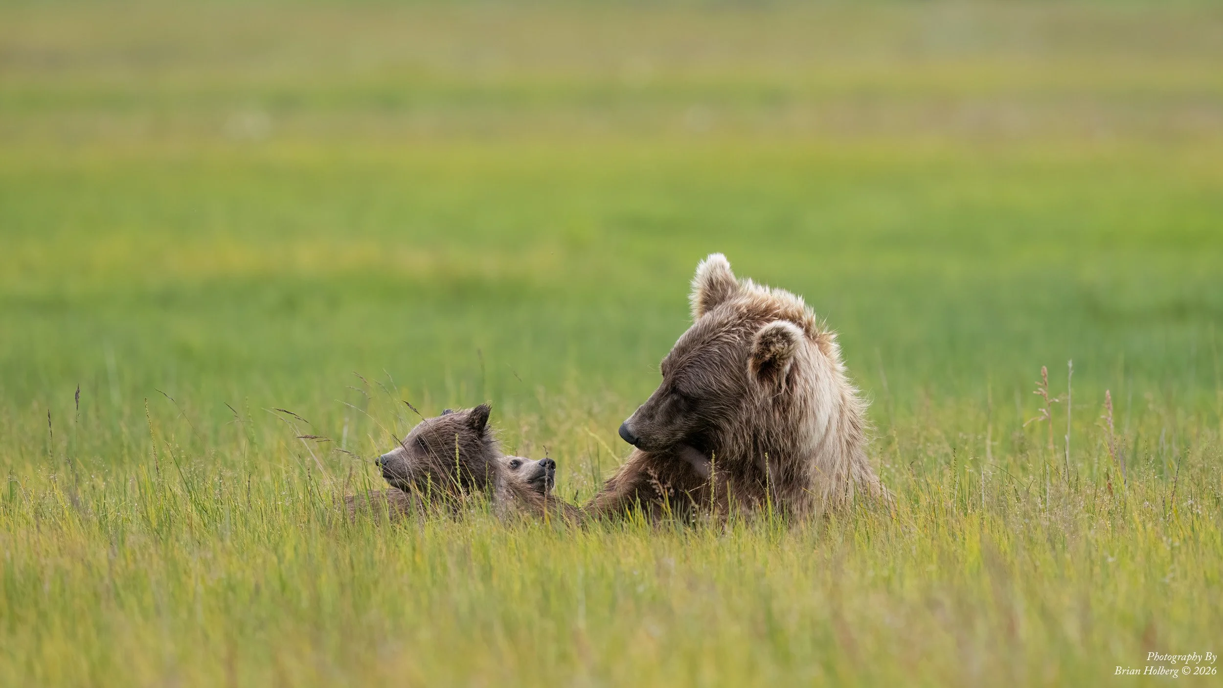 A bear and two cubs lying in a grassy field with a blurred green background.