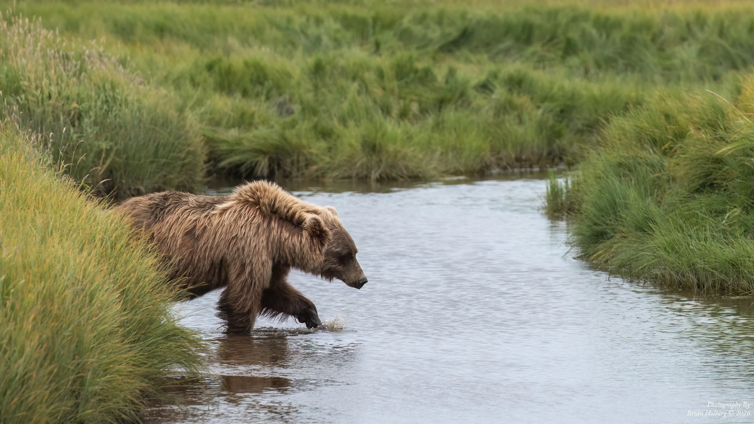 A brown bear wading through a river surrounded by green grass.