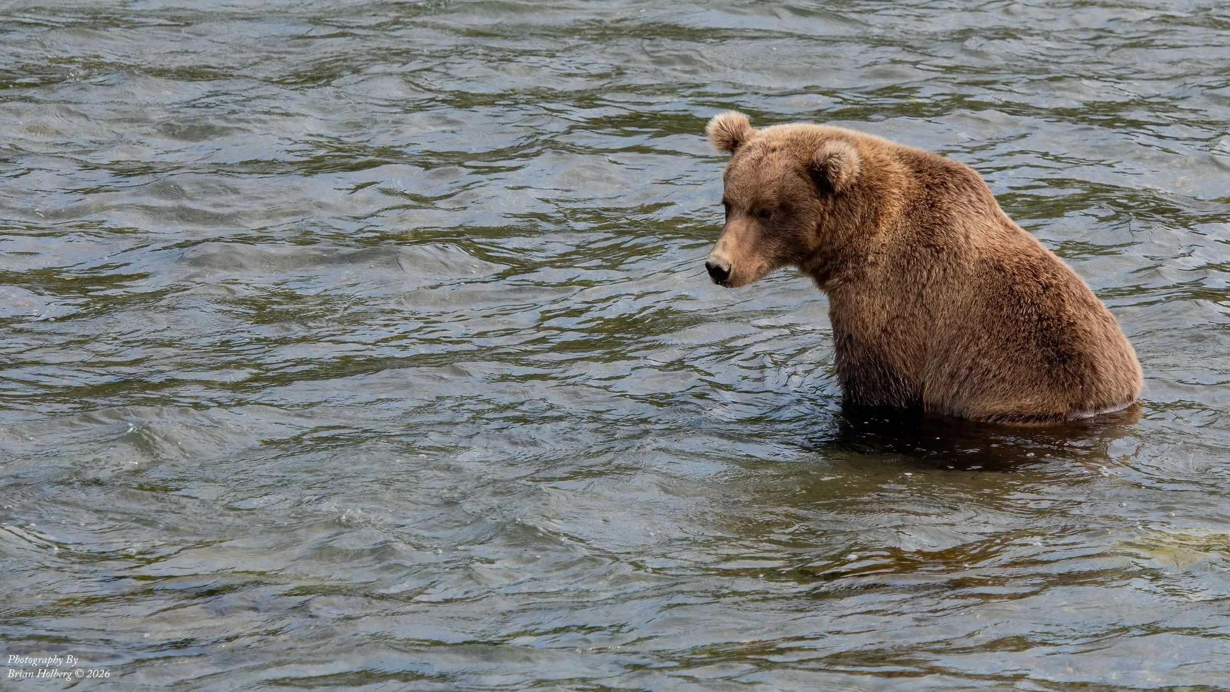 A brown bear standing in a river, facing to the left.