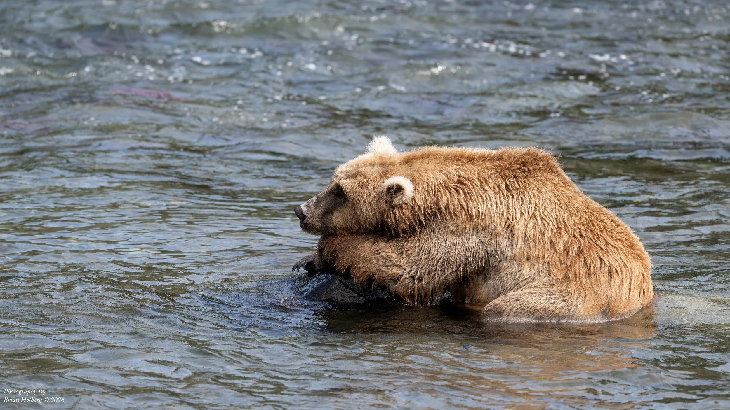 A brown bear resting in a river.