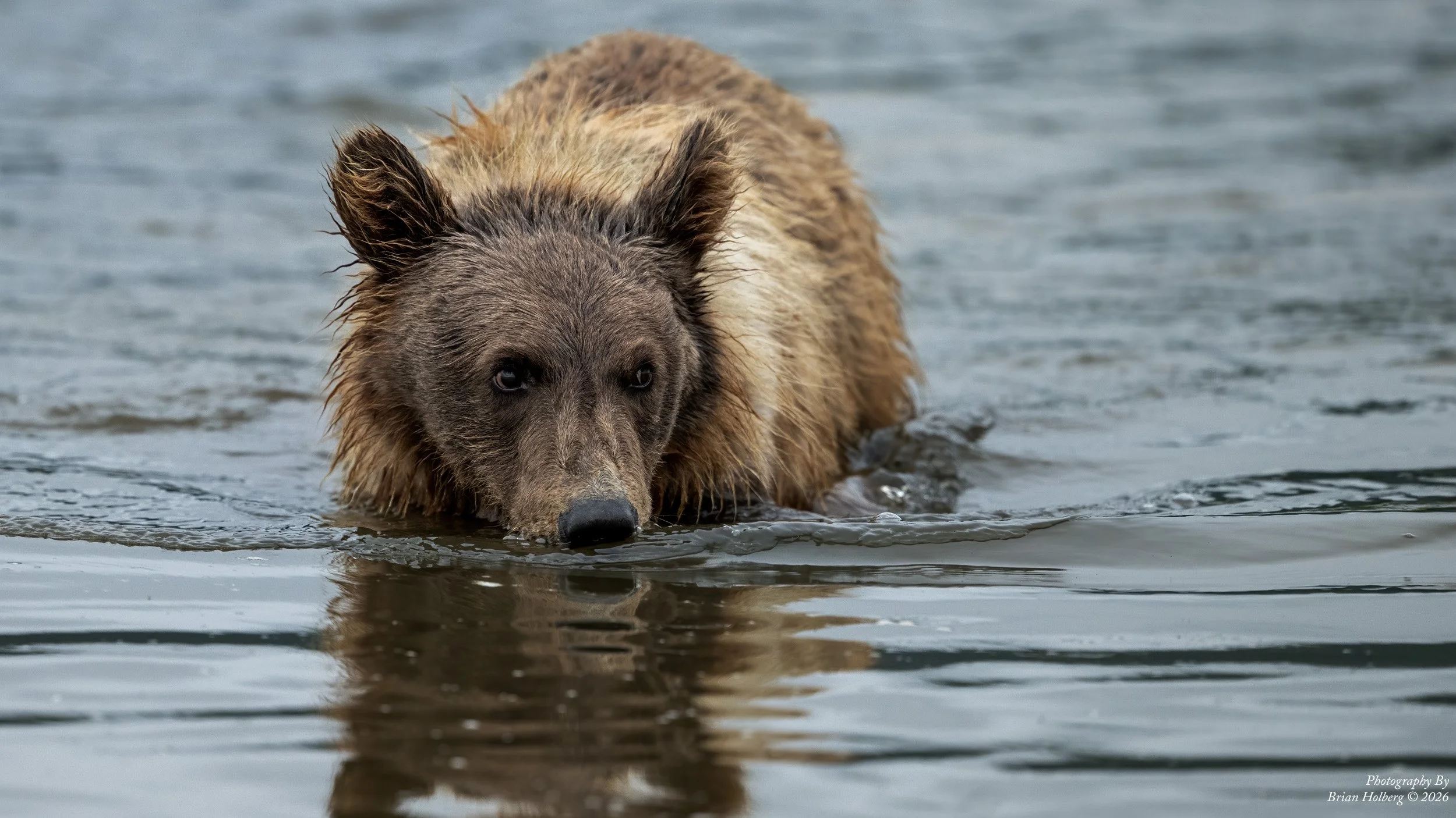 A bear with wet fur walking through water, facing the camera with its nose close to the surface.