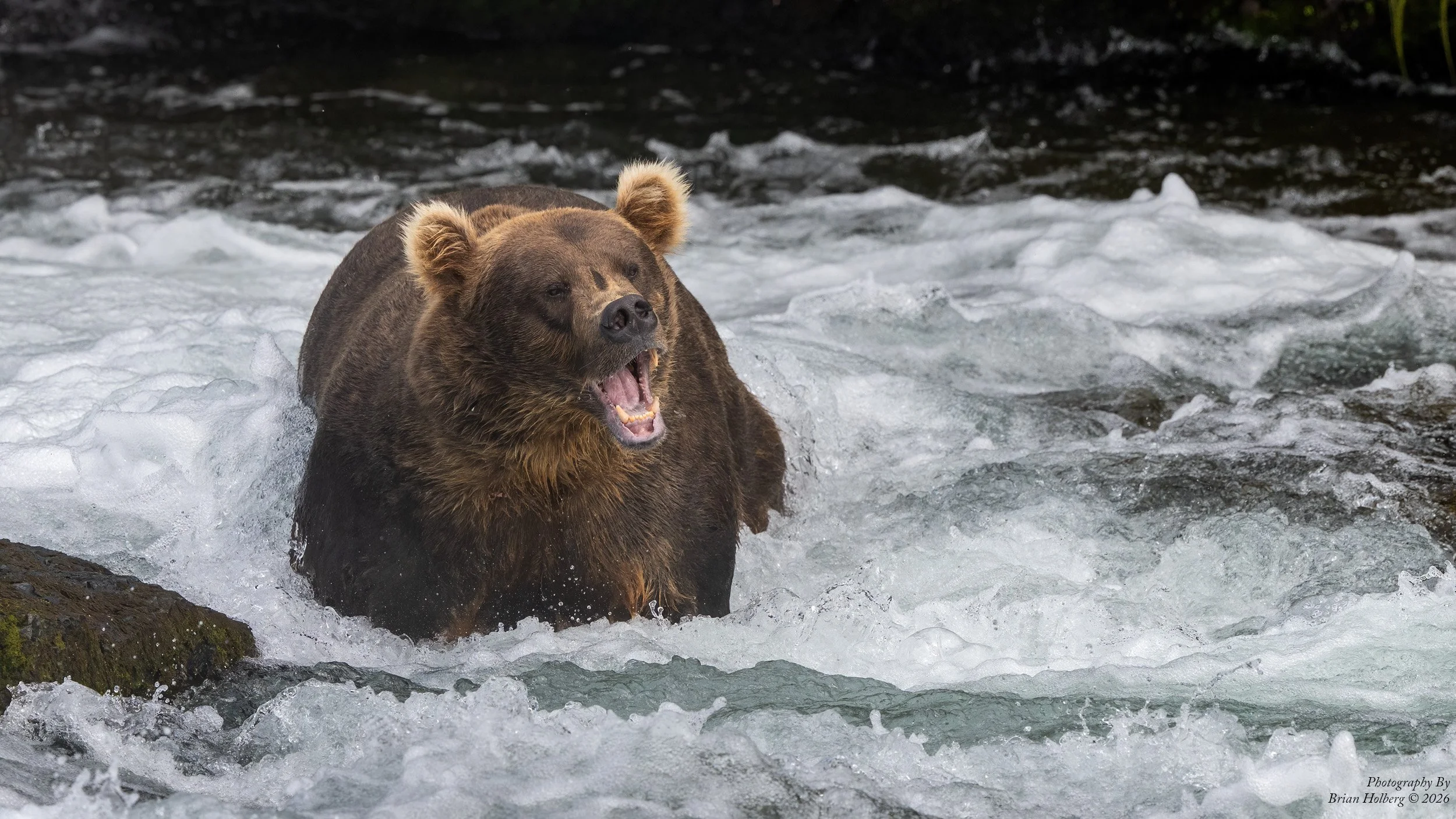 A bear standing in rushing water with foam, roaring or yawning, surrounded by rocks and water droplets