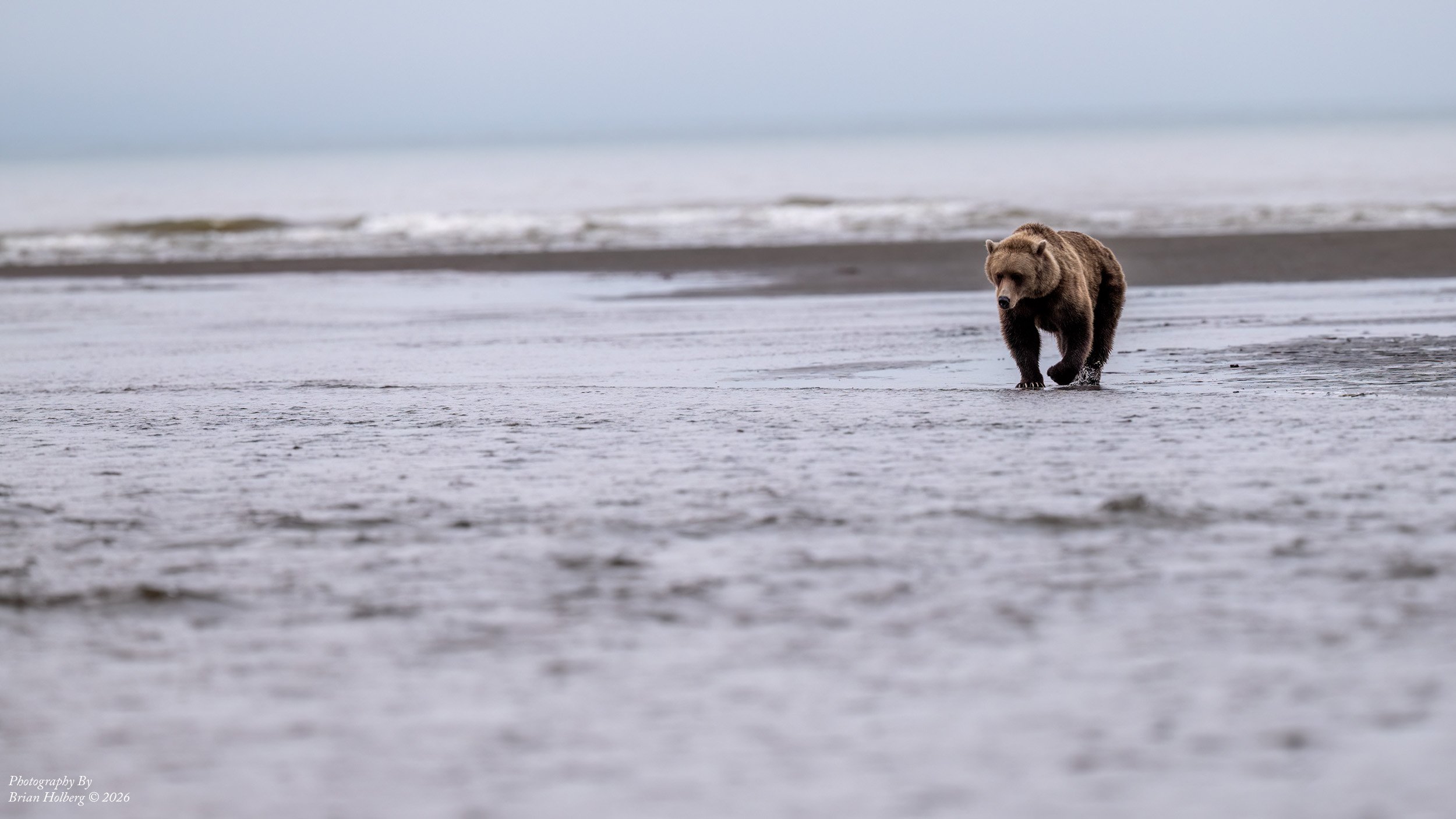 A brown bear walking along a beach near the water, with waves in the background on a cloudy day.