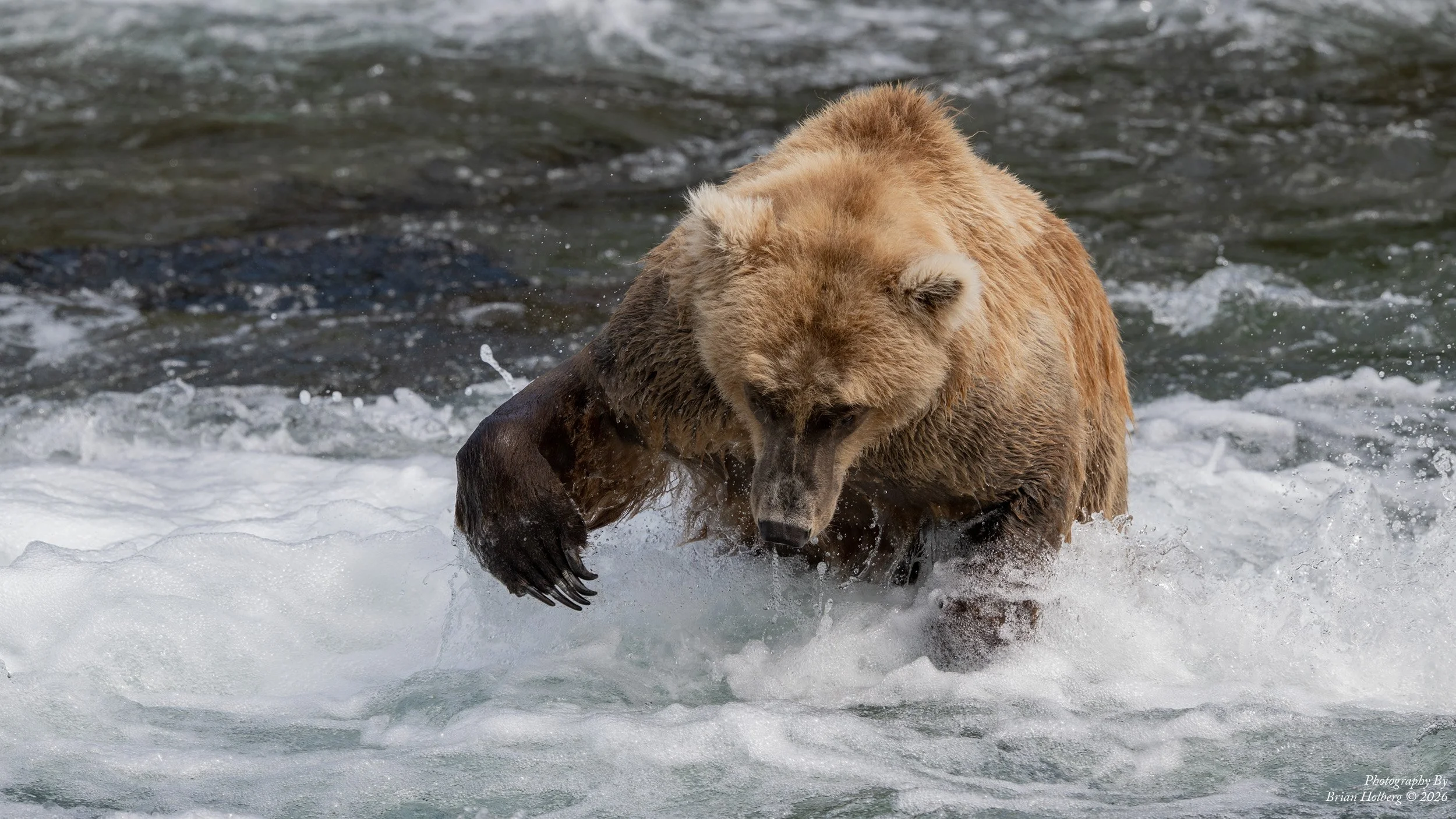 A bear standing in a river, with water splashing around its legs, grooming itself with its paw.