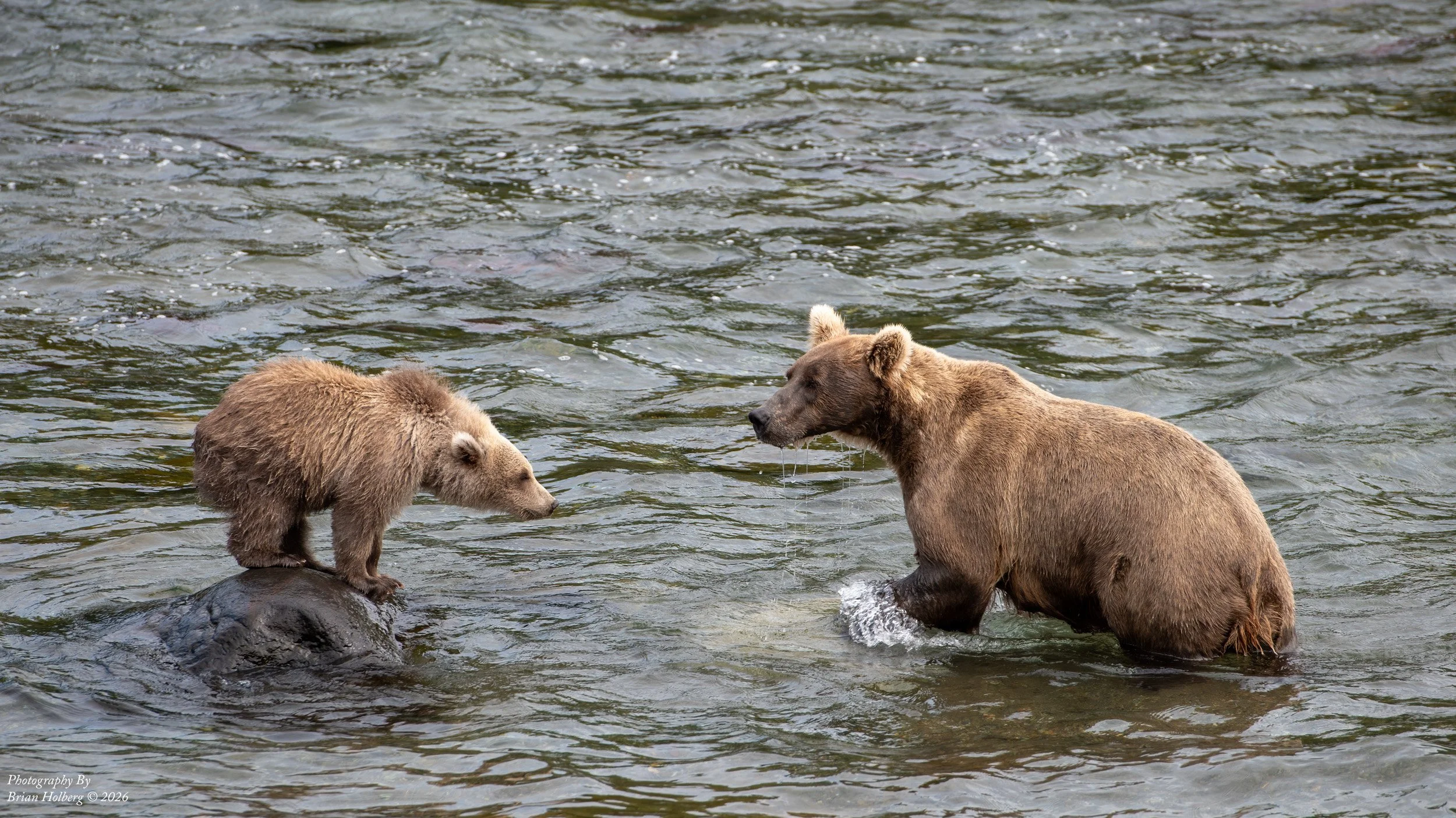 A bear in the water with a young bear or cub standing on a rock nearby.