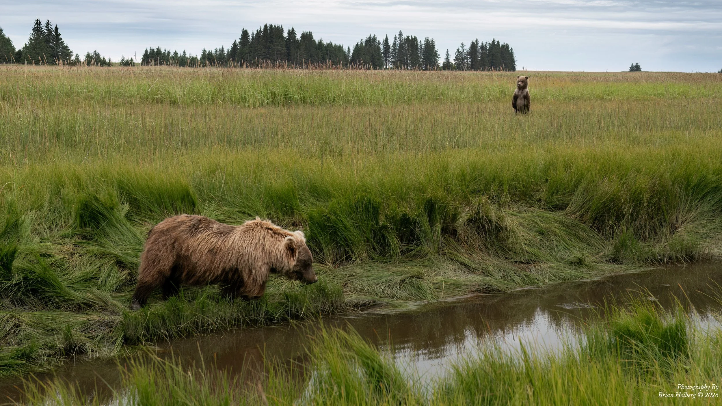 A brown bear walking along a grassy riverbank with tall green grass. In the background, a bear standing upright in the field, and dark green trees under a cloudy sky.