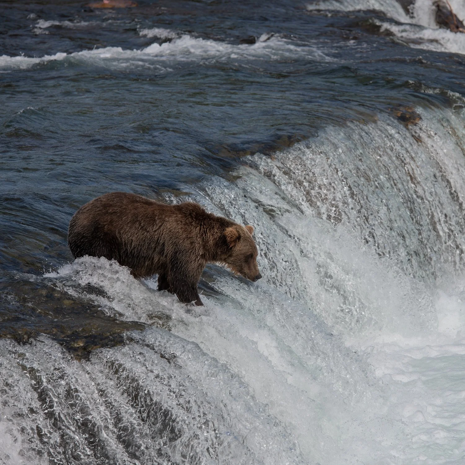 A brown bear walking through a flowing river with rapids.